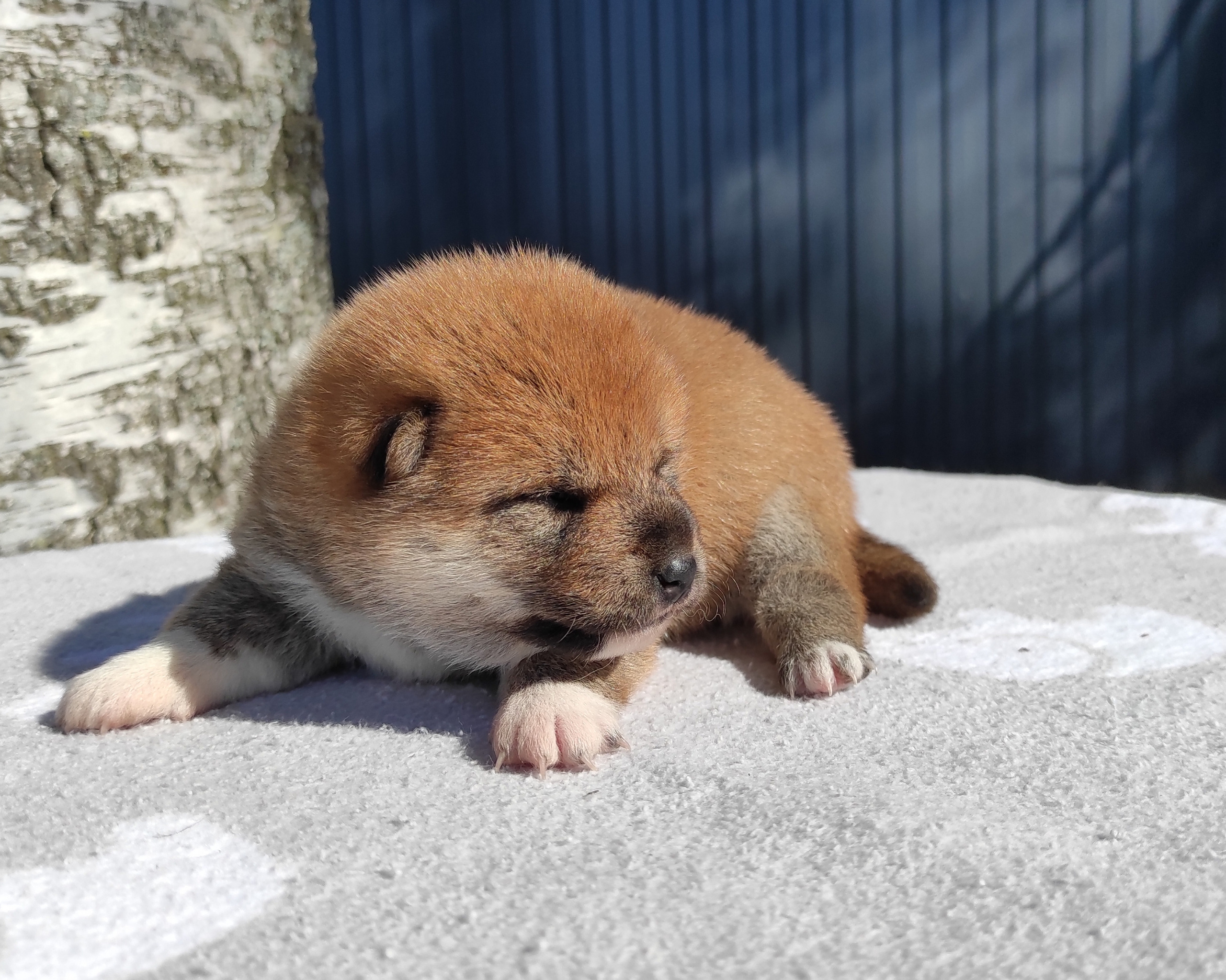 Сиба Rubylight Yumi питомник Рубилайт 