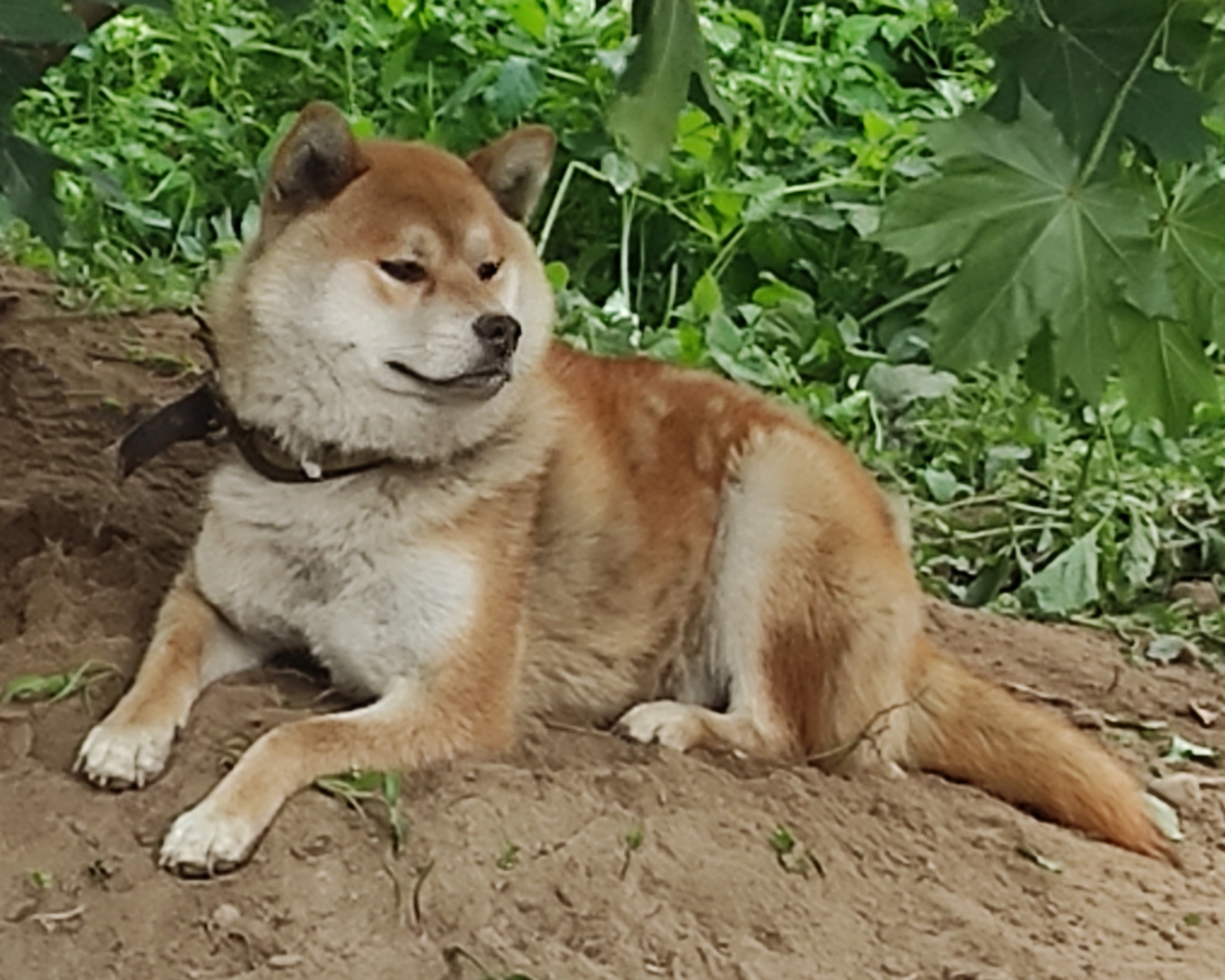 Сиба    Ганжи * Yuzhyy Solnechnyy Pes Ganji  Кобель сиба питомник Рубилайт