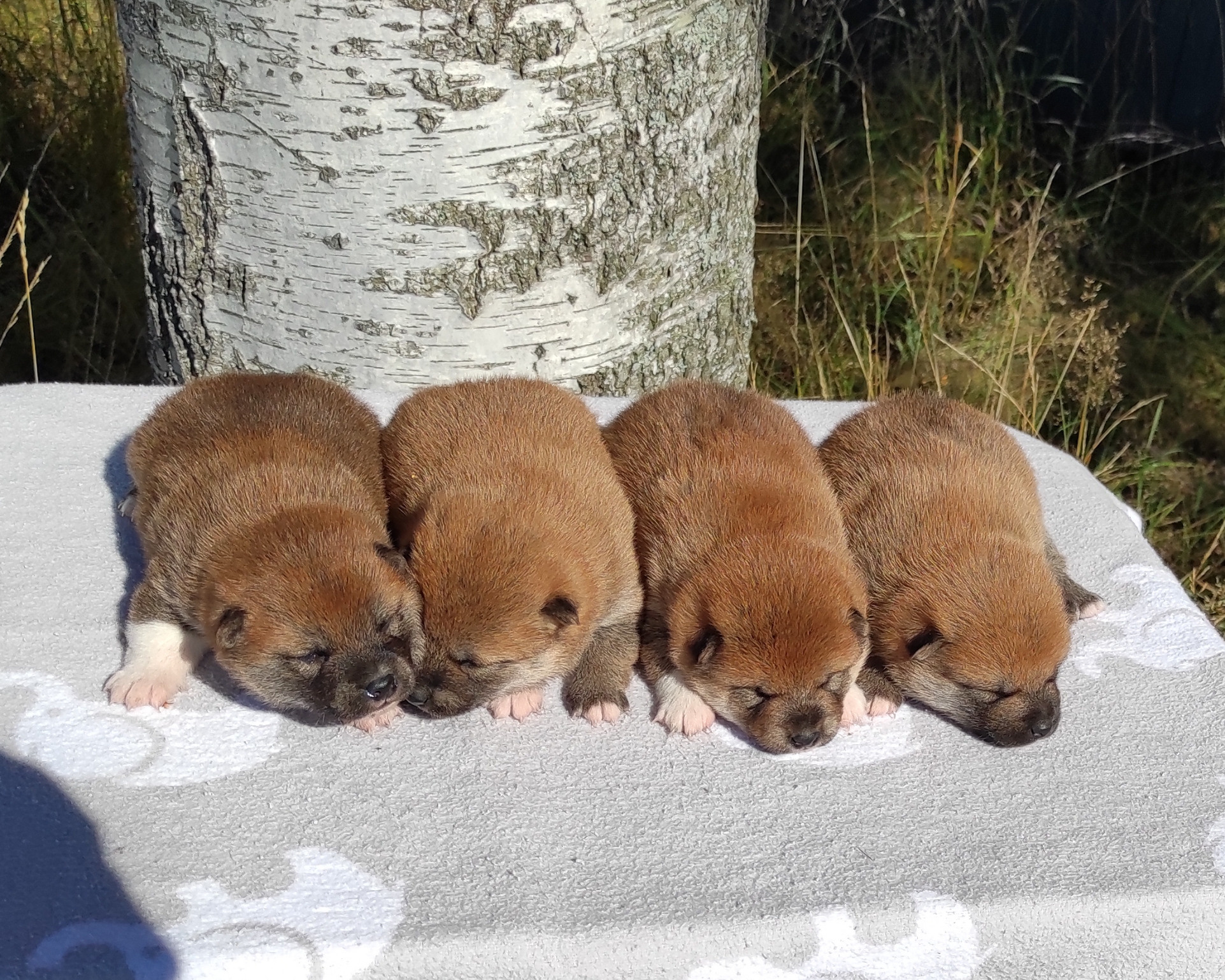 Сиба Rubylight литер Y питомник Рубилайт 