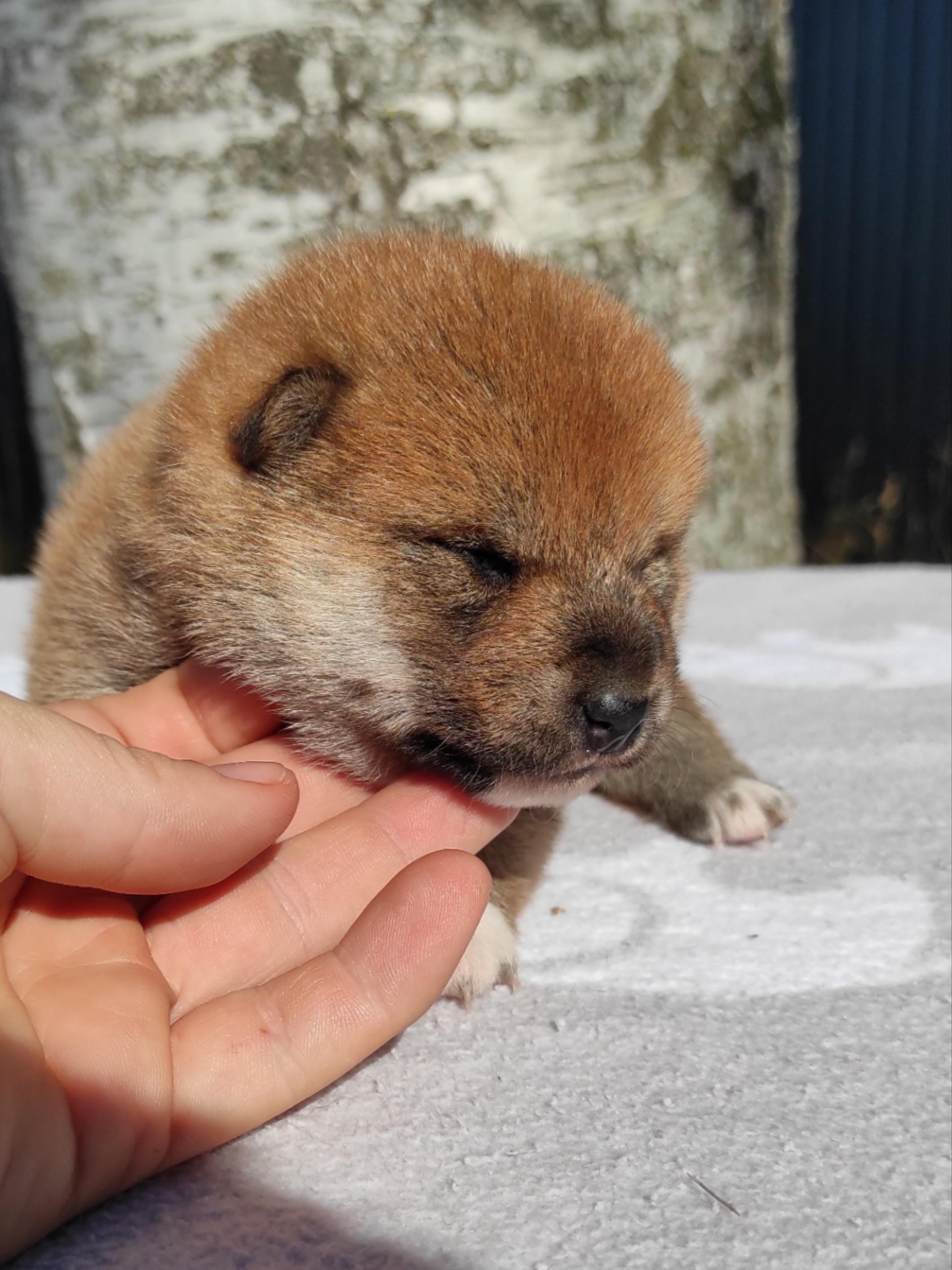 Сиба Rubylight Yumi питомник Рубилайт 