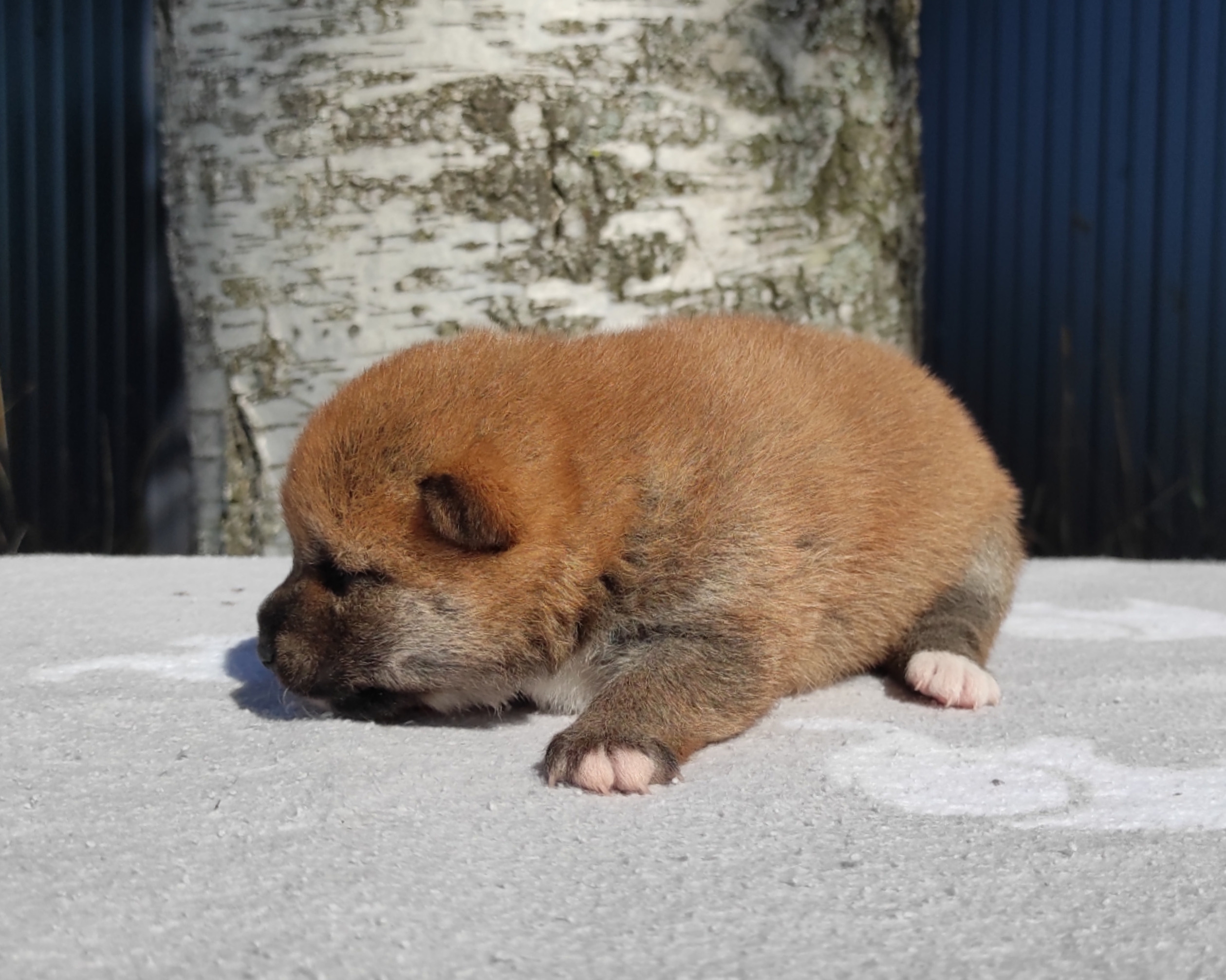 Сиба Rubylight Yuta питомник Рубилайт 