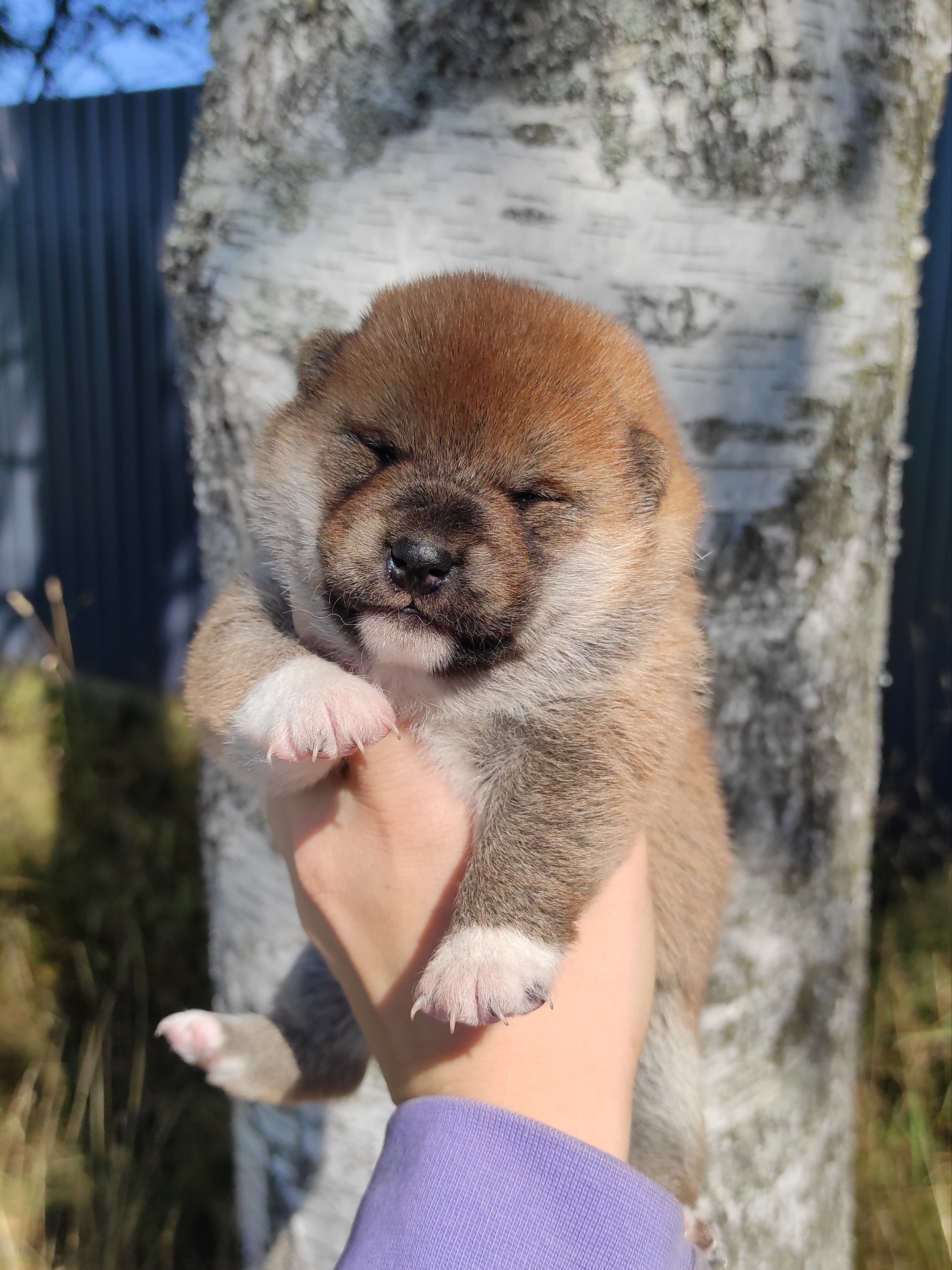 Сиба Rubylight Yumi питомник Рубилайт 