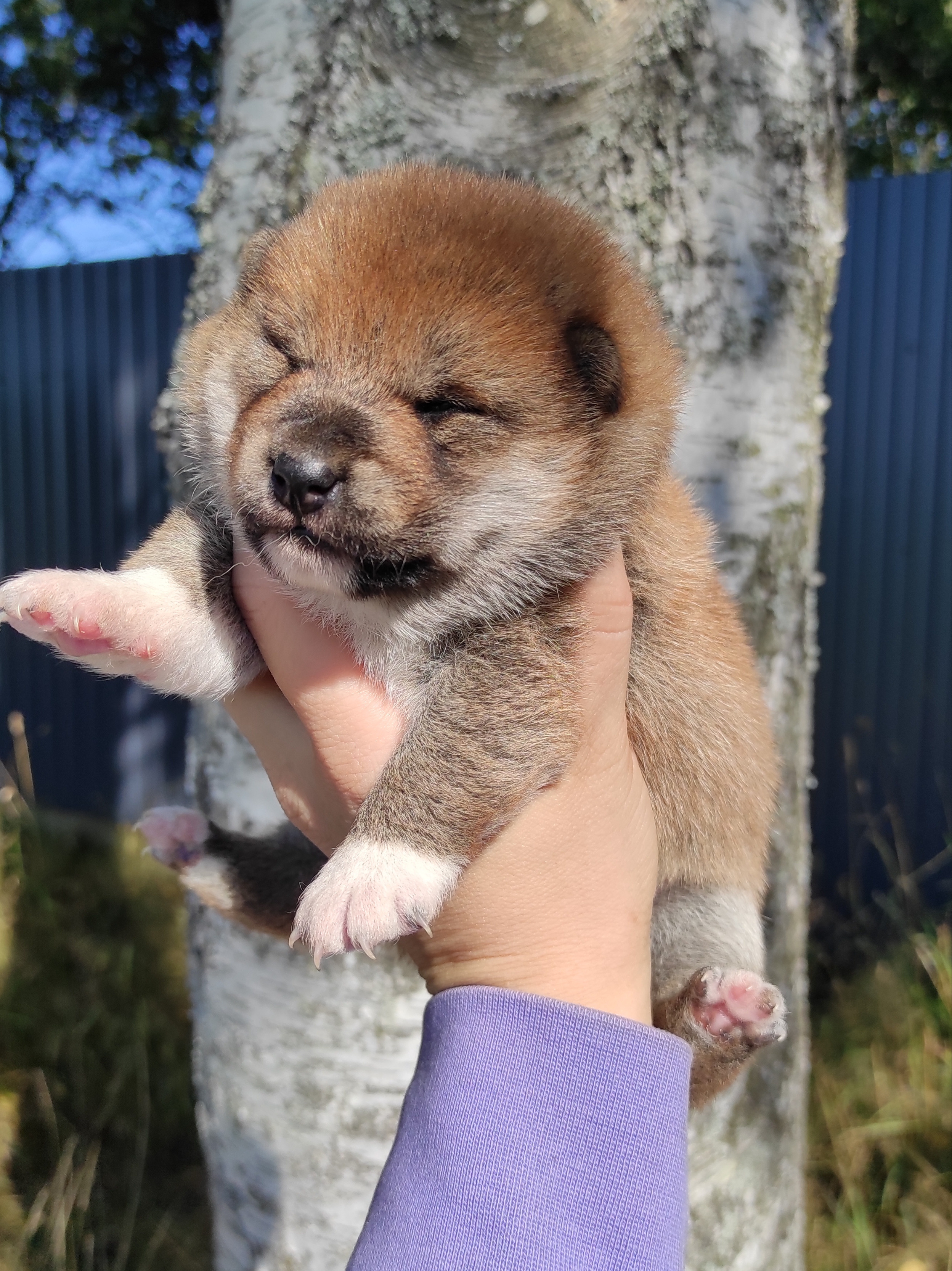 Сиба Rubylight Yumi питомник Рубилайт 