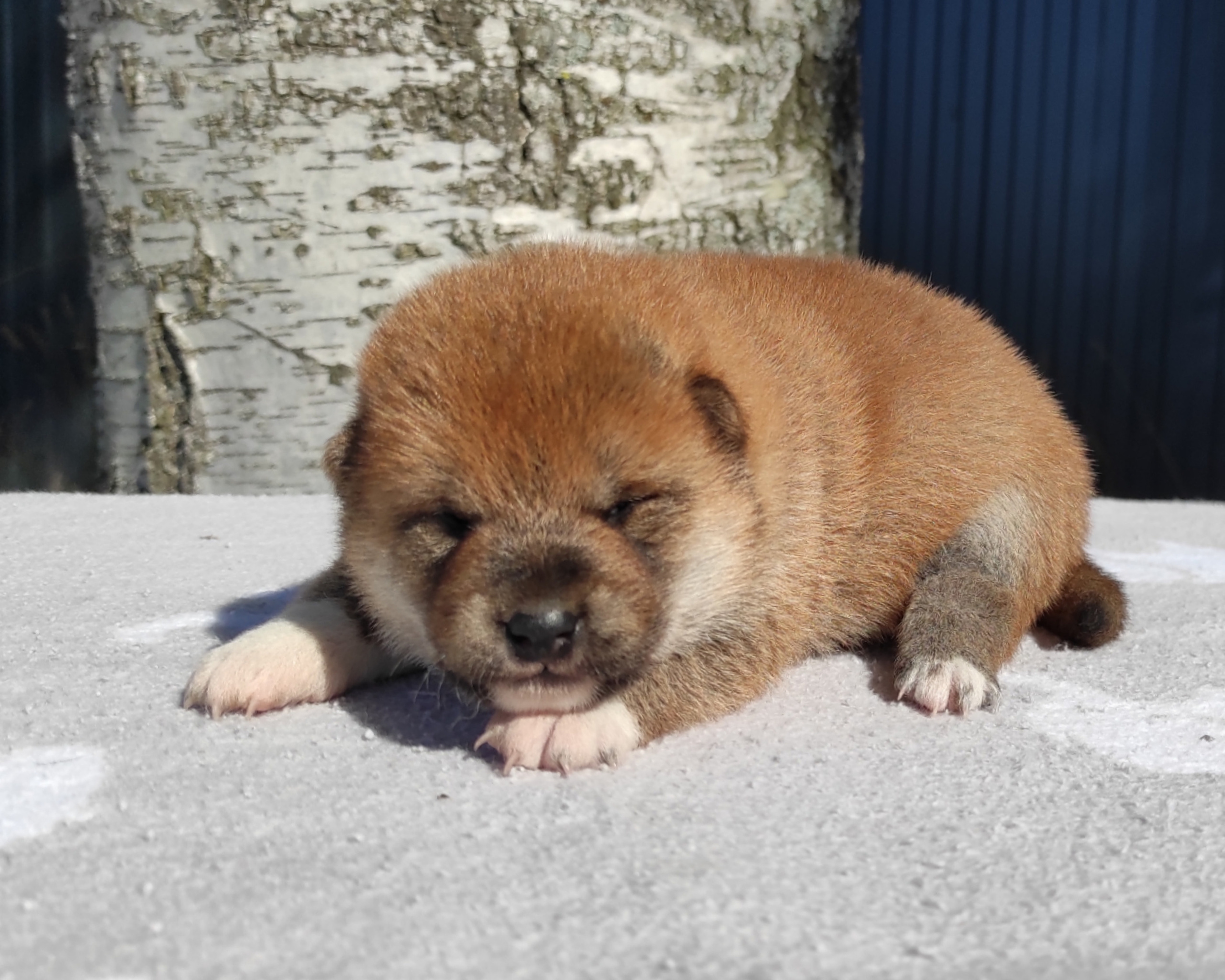 Сиба Rubylight Yumi питомник Рубилайт 