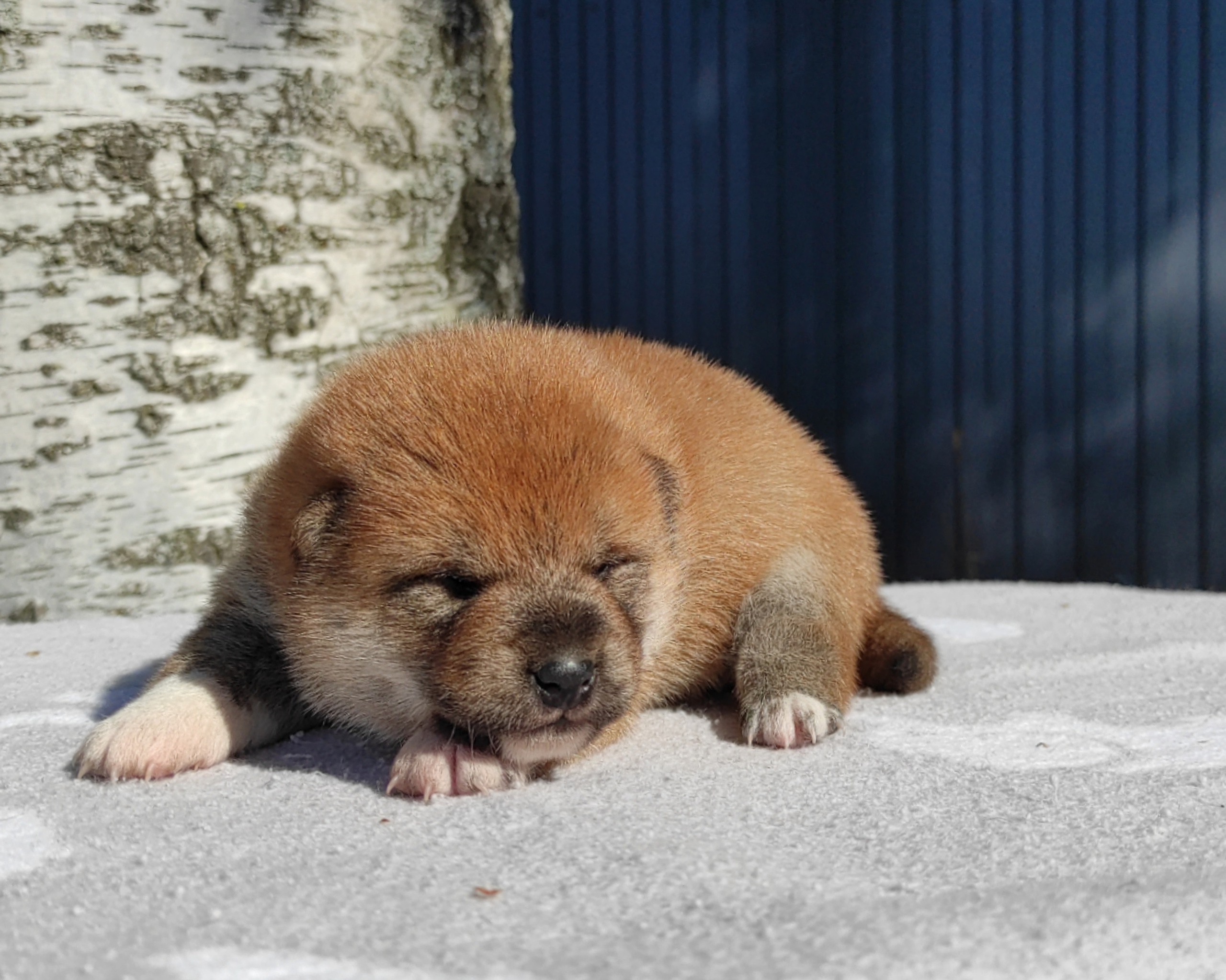 Сиба Rubylight Yumi питомник Рубилайт 