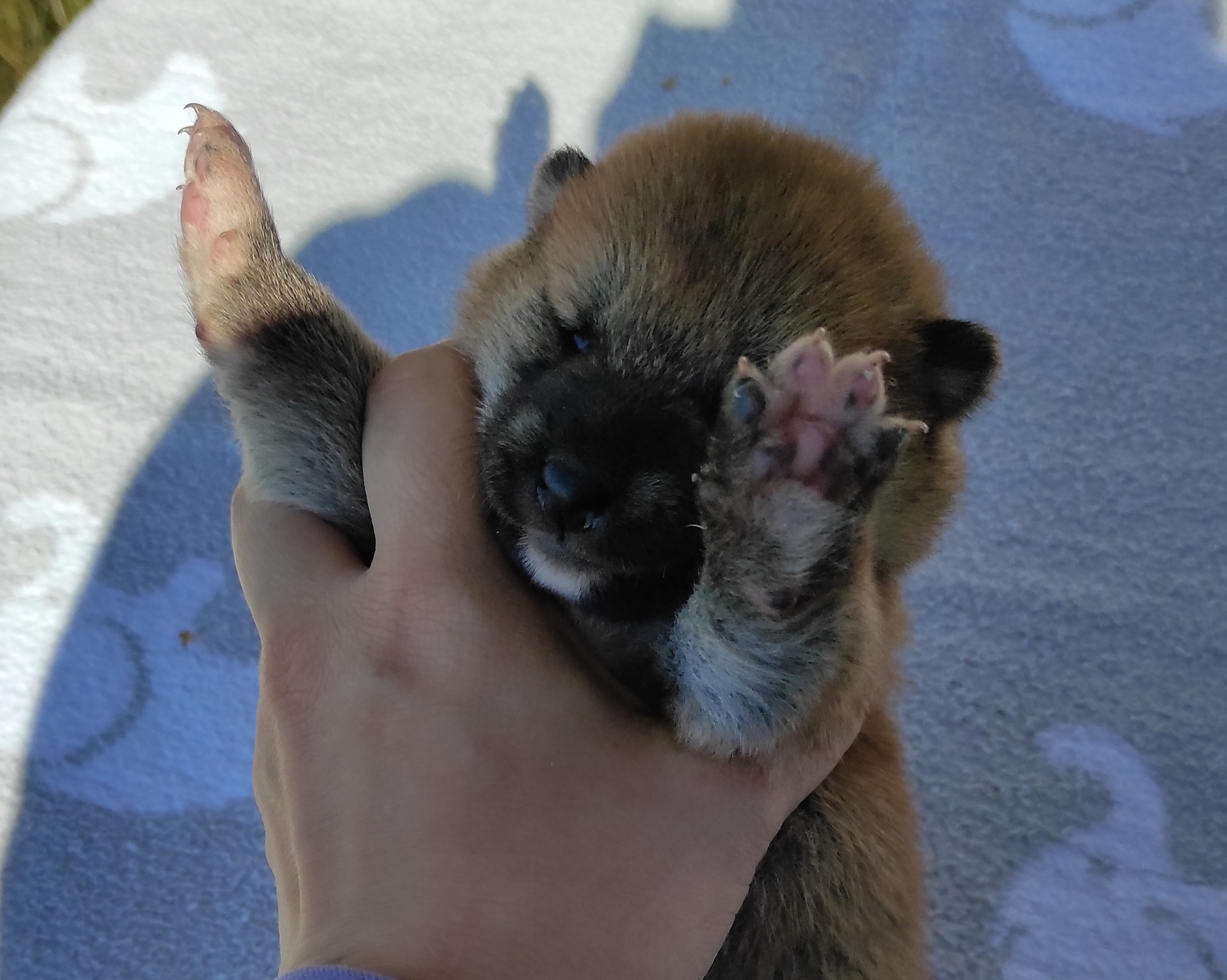 Сиба Rubylight Yuta питомник Рубилайт 