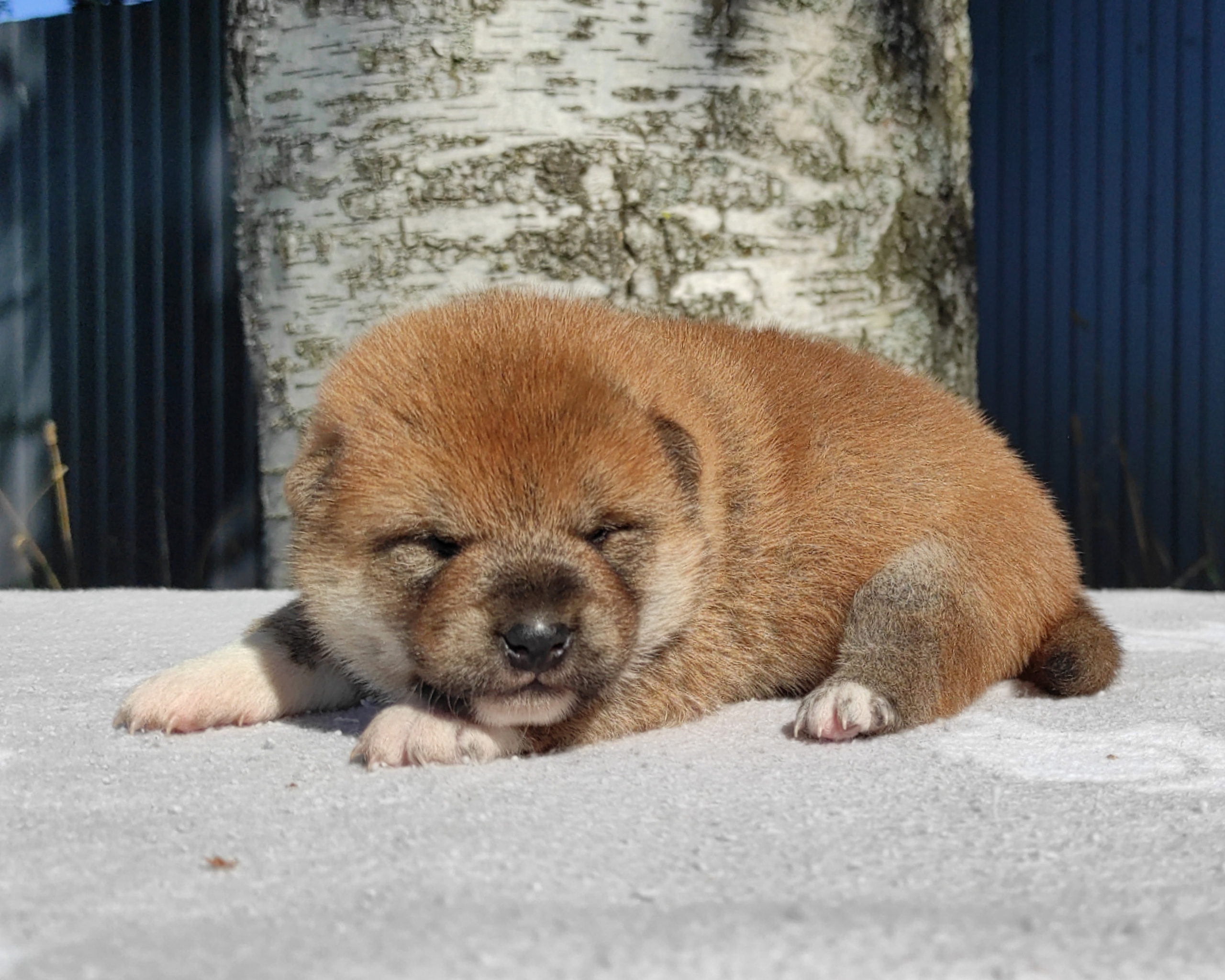 Сиба Rubylight Yumi питомник Рубилайт 