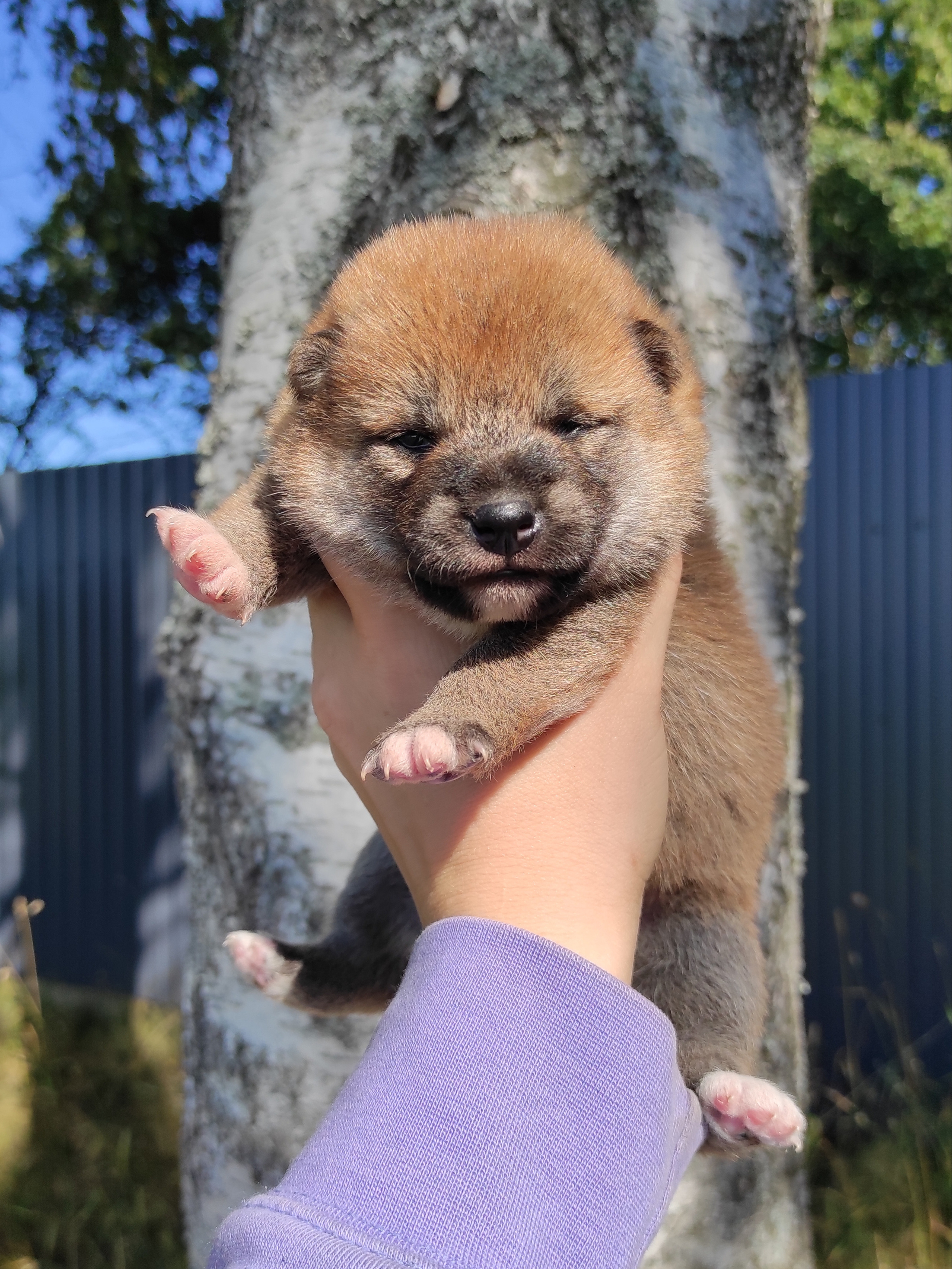 Сиба Rubylight Yuta питомник Рубилайт 