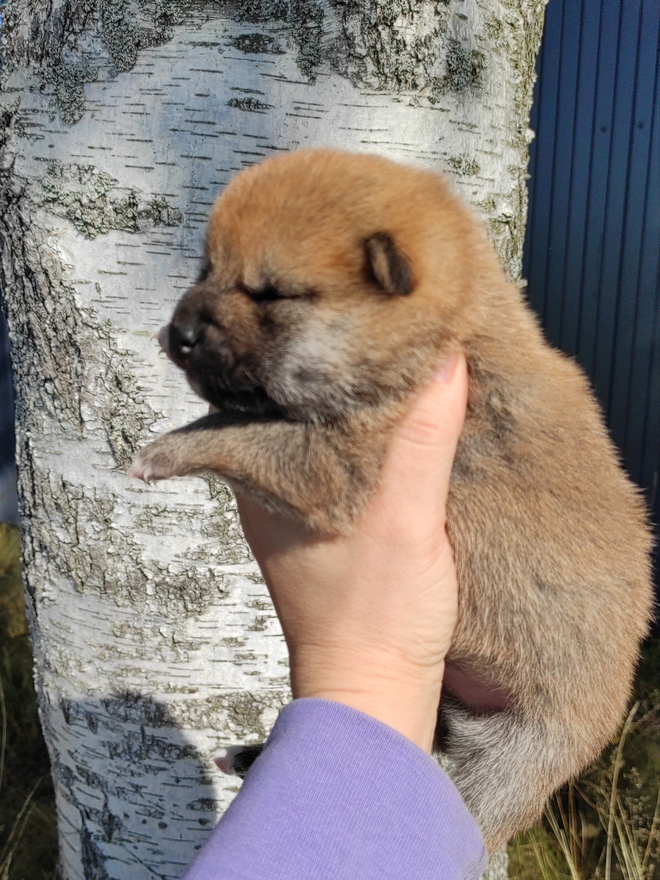 Сиба Rubylight Yoshayo питомник Рубилайт 