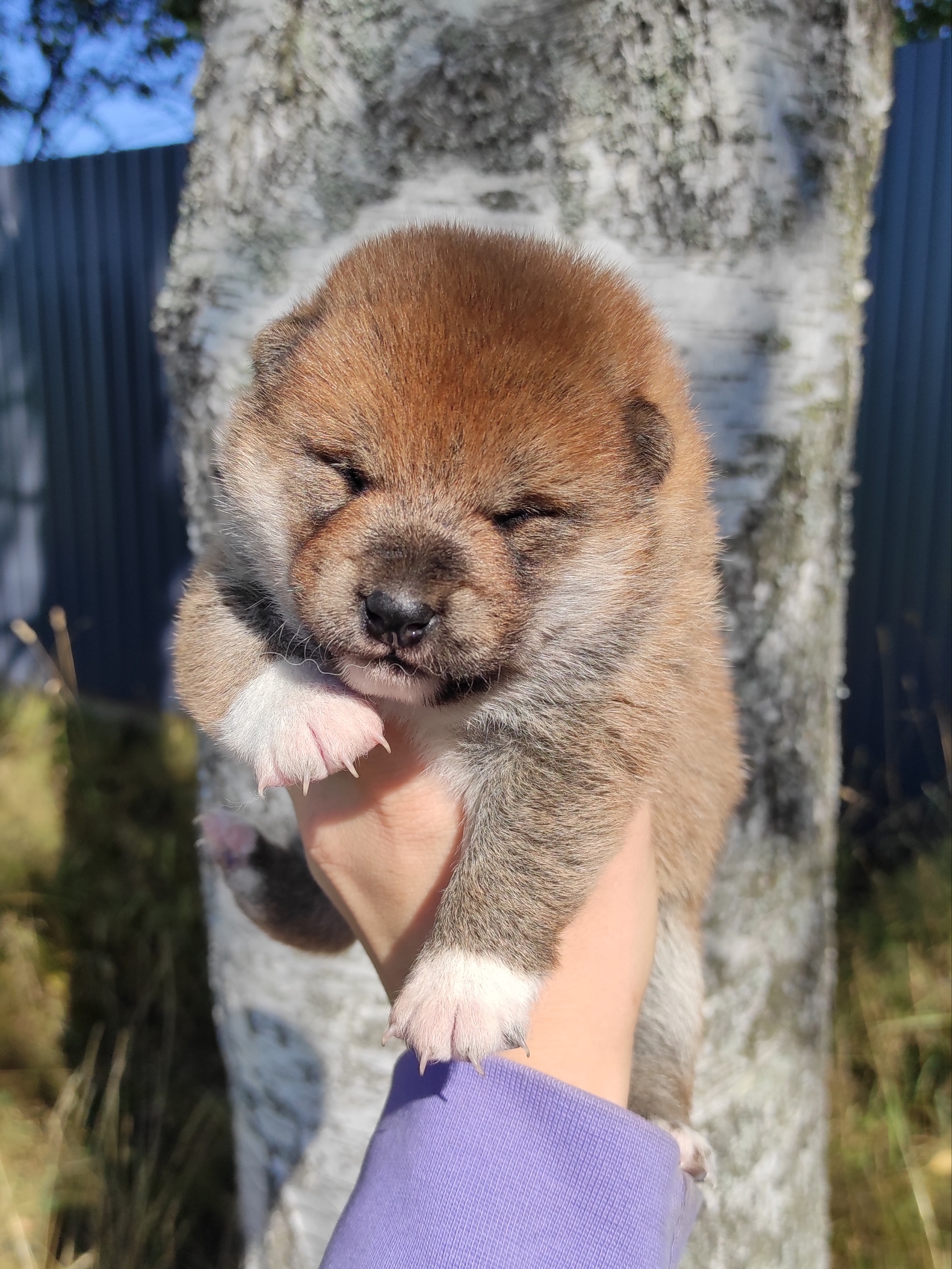 Сиба Rubylight Yumi питомник Рубилайт 