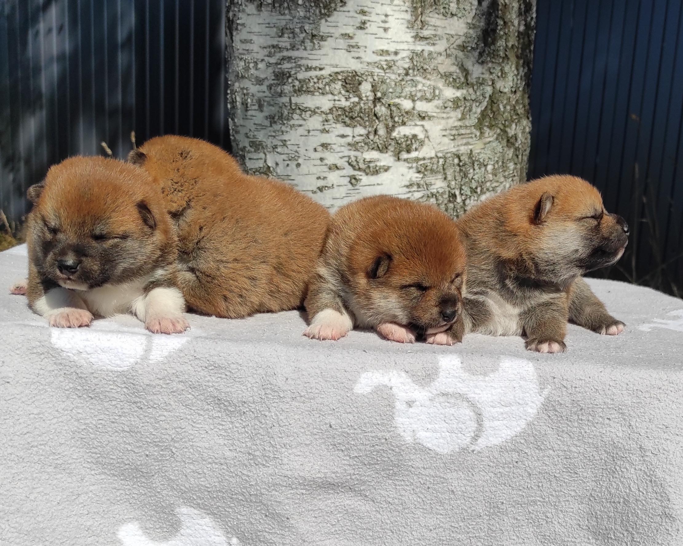 Сиба Rubylight литер Y питомник Рубилайт 