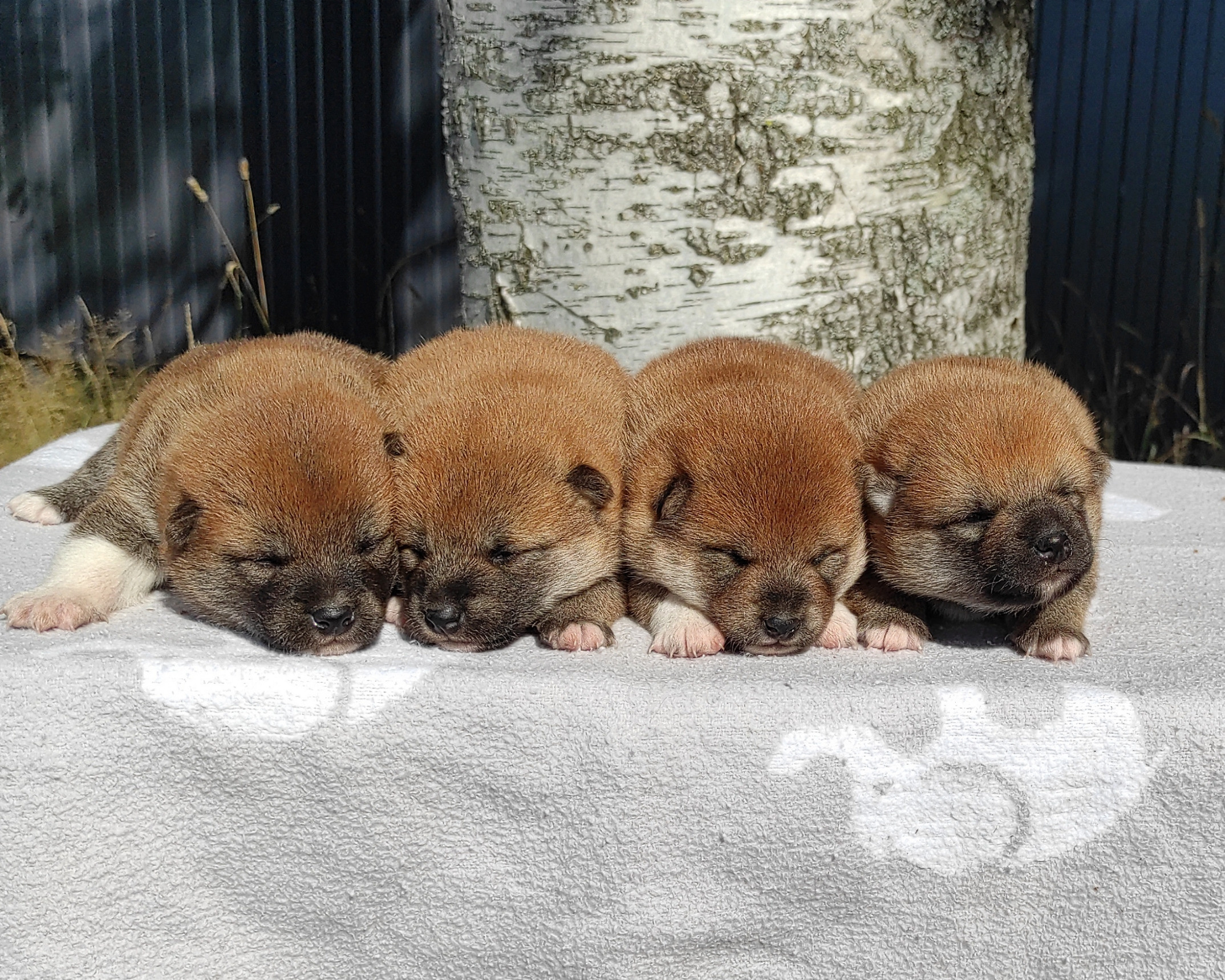 Сиба Rubylight литер Y питомник Рубилайт 