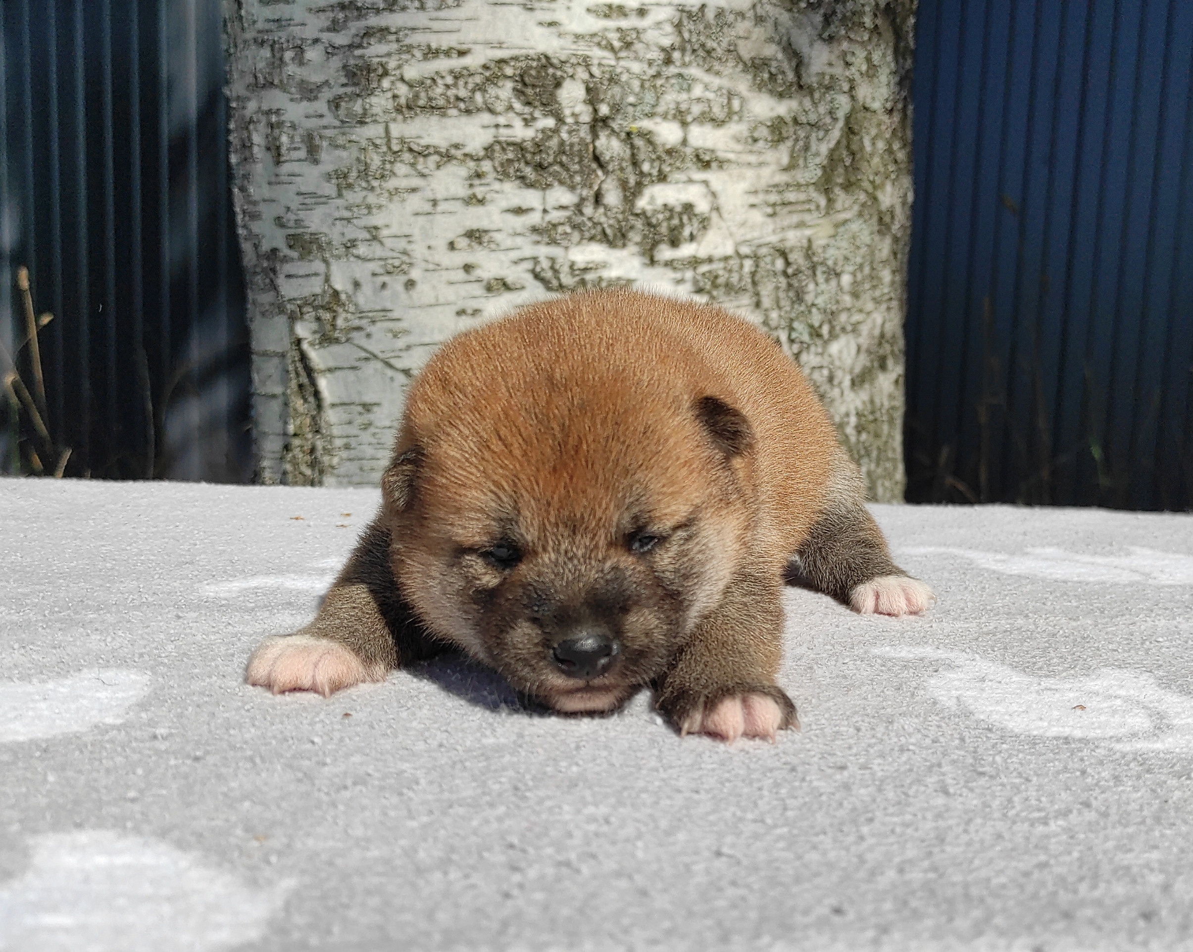 Сиба Rubylight Yuta питомник Рубилайт 