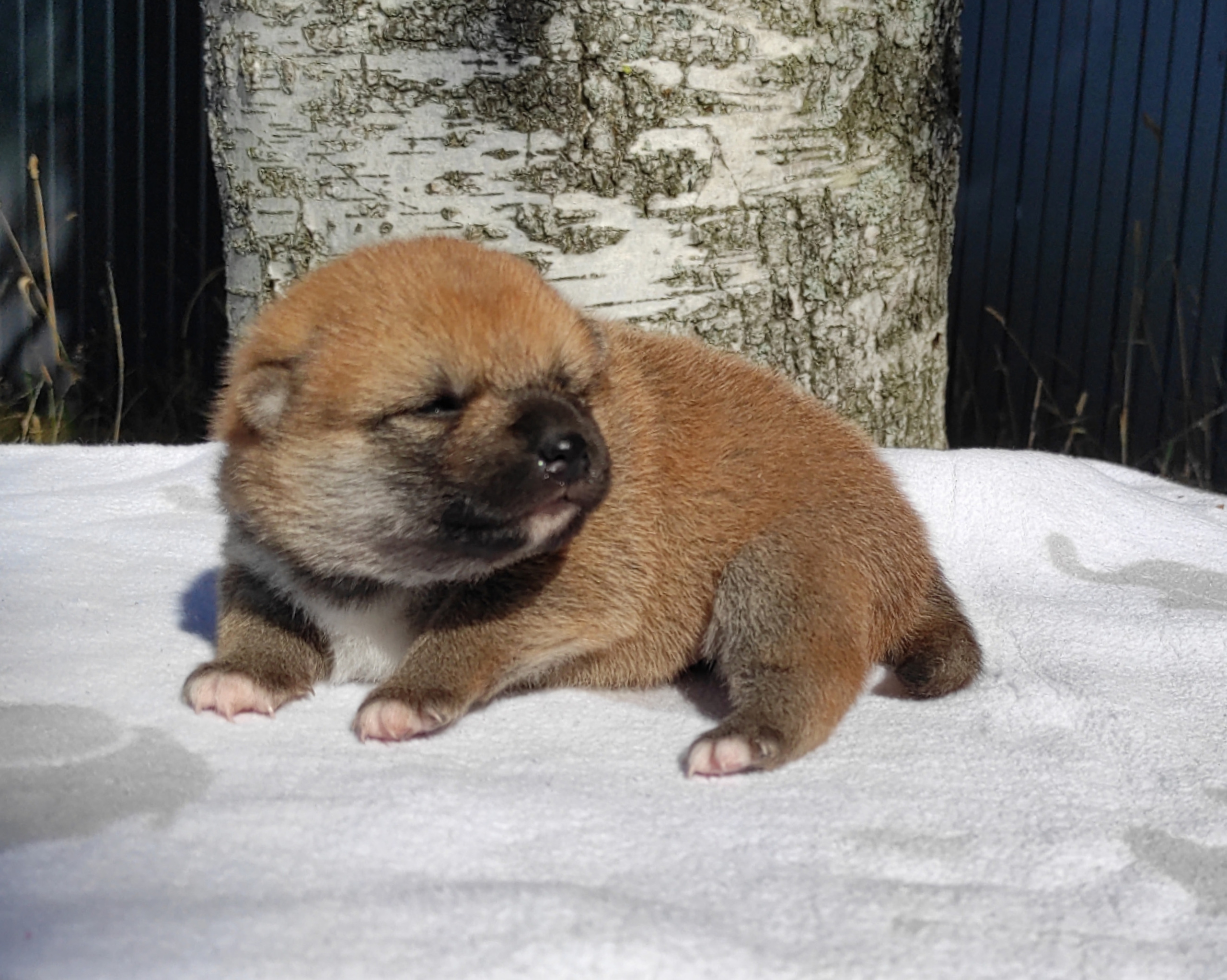 Сиба Rubylight Yoshayo питомник Рубилайт 