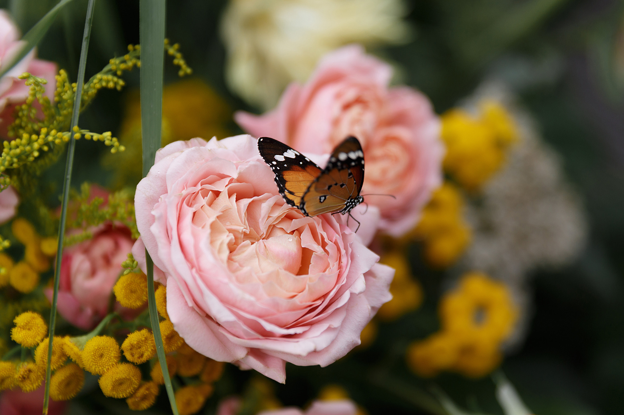 Royal Beach. Свадебный фотограф в Санкт-Петербурге Наталья Вендт
