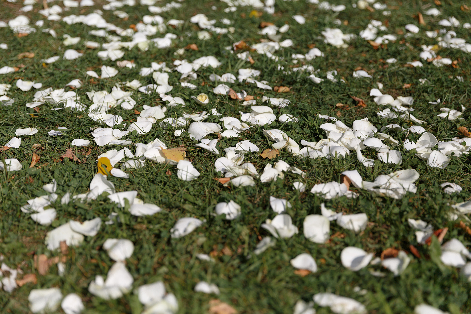 Сказка в замке БИП. Свадебный фотограф в Санкт-Петербурге Наталья Вендт