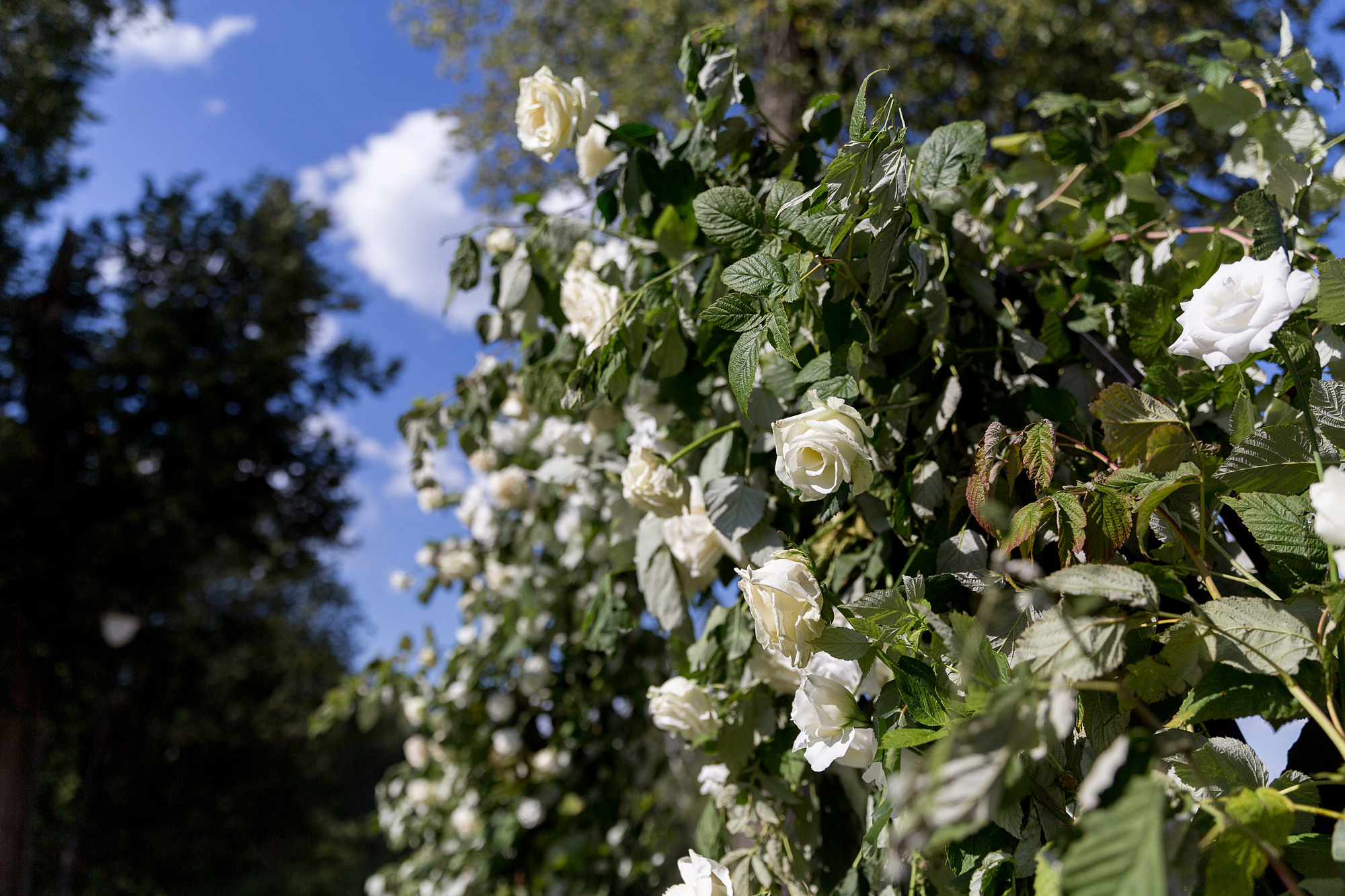 Сказка в замке БИП. Свадебный фотограф в Санкт-Петербурге Наталья Вендт