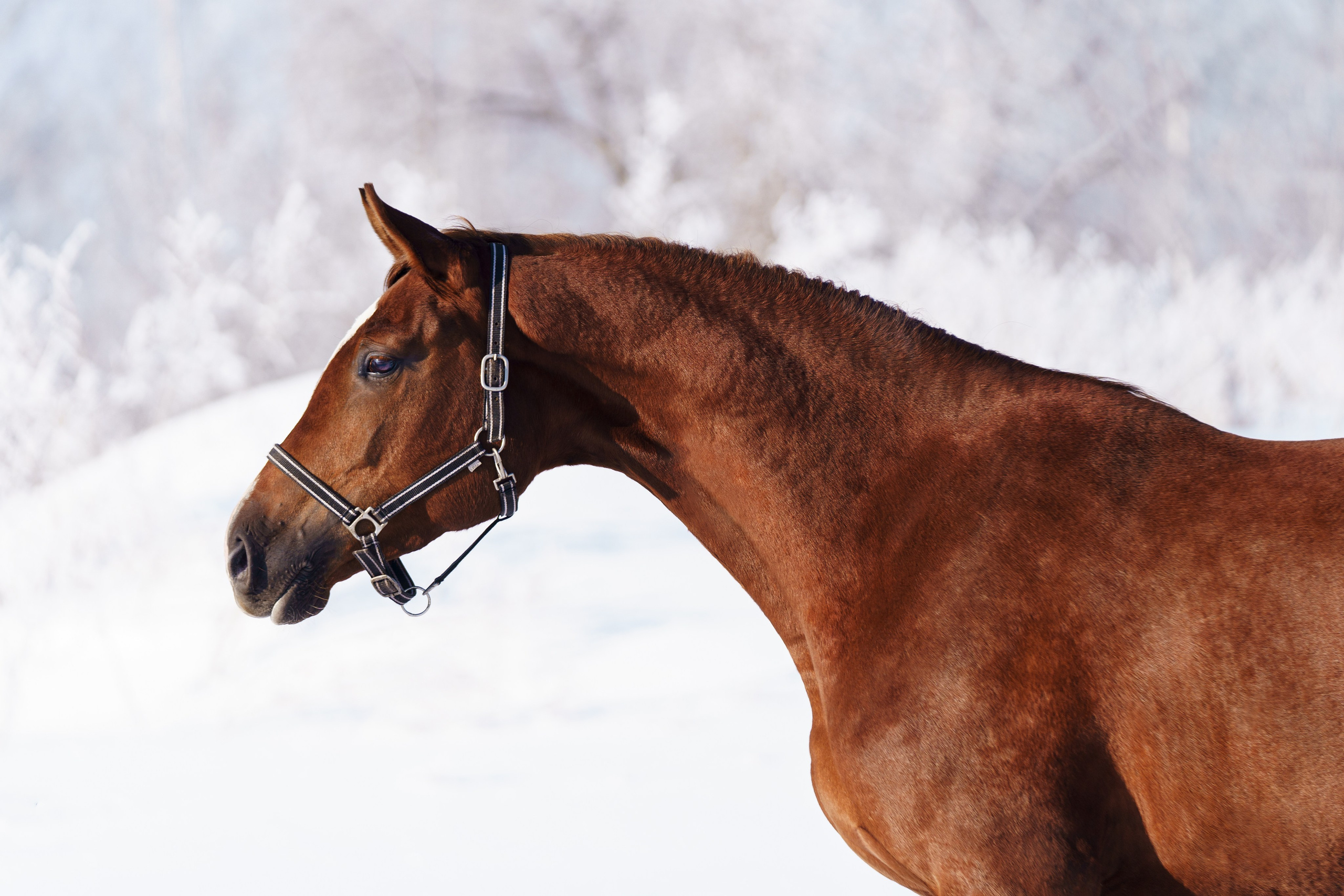 Понта Гросса С. Главная