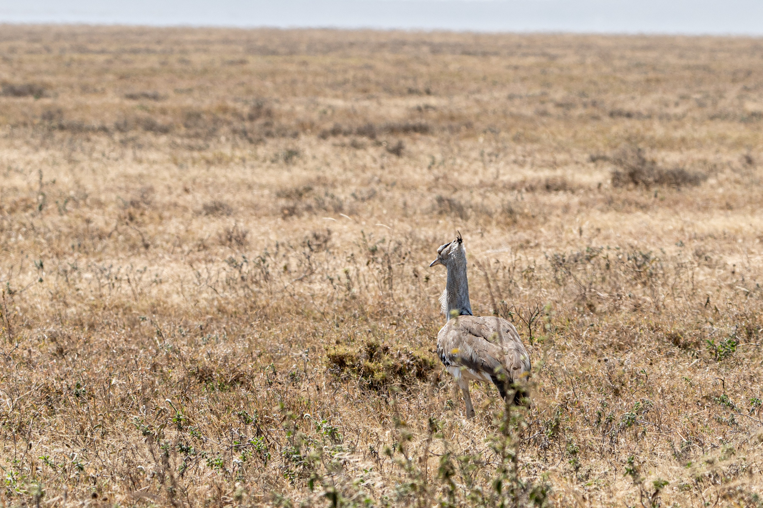 Танзания, сафари, 2025. Творческие сьемки
