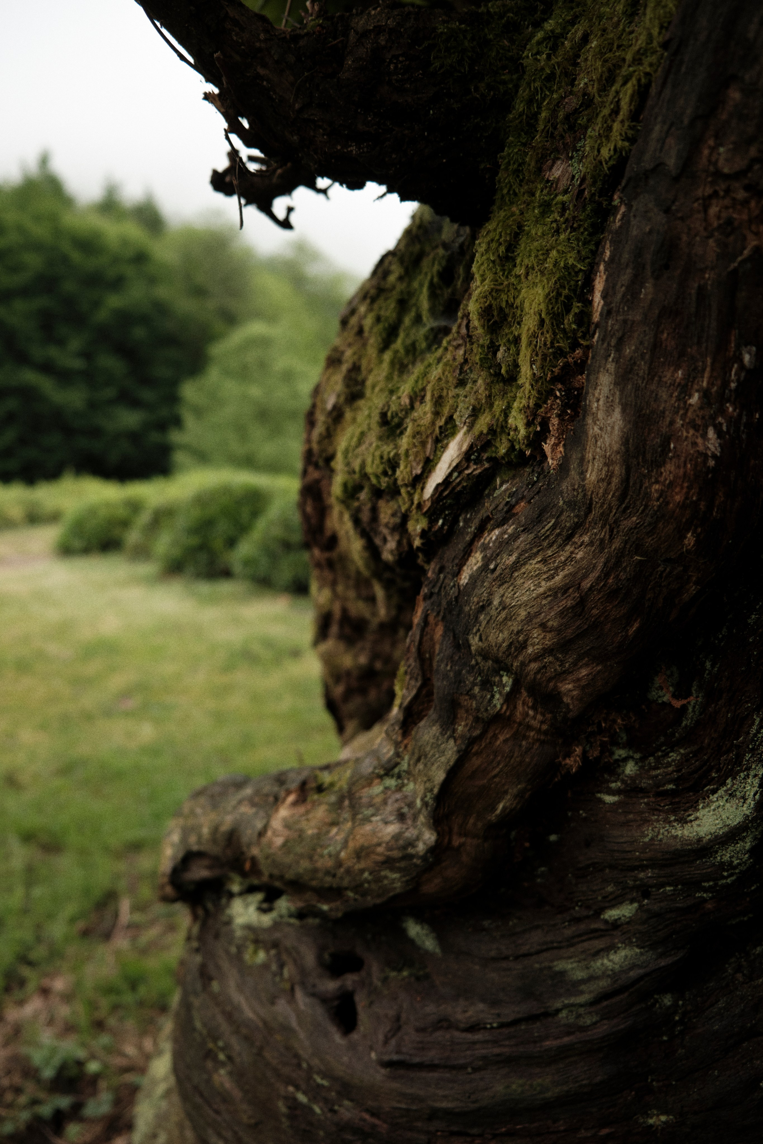 Khosta. Фотограф Настя Лев