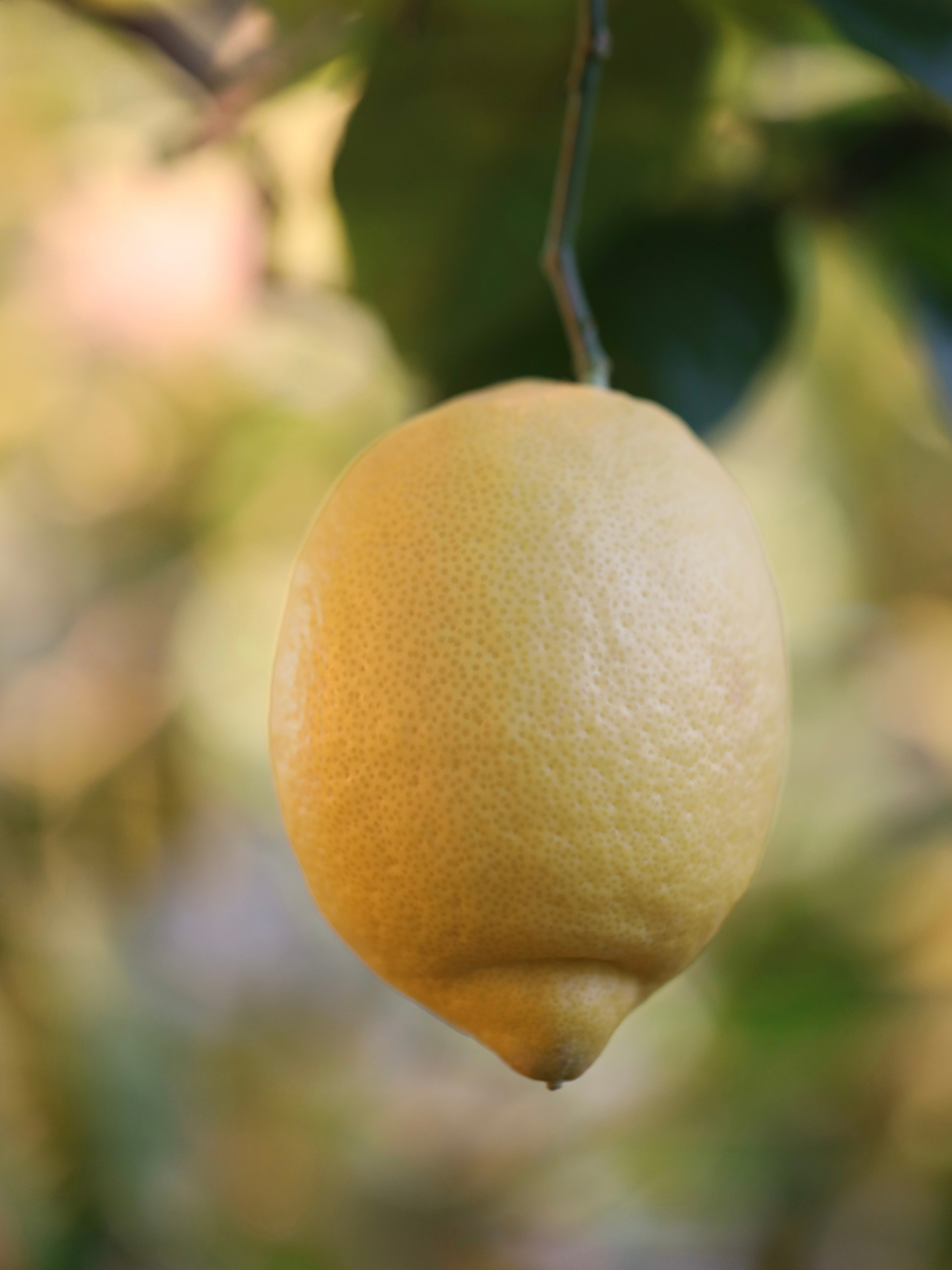 Весенние цветы. Фотосессии и репортаж — Фотограф в Москве — Рина Серёгина