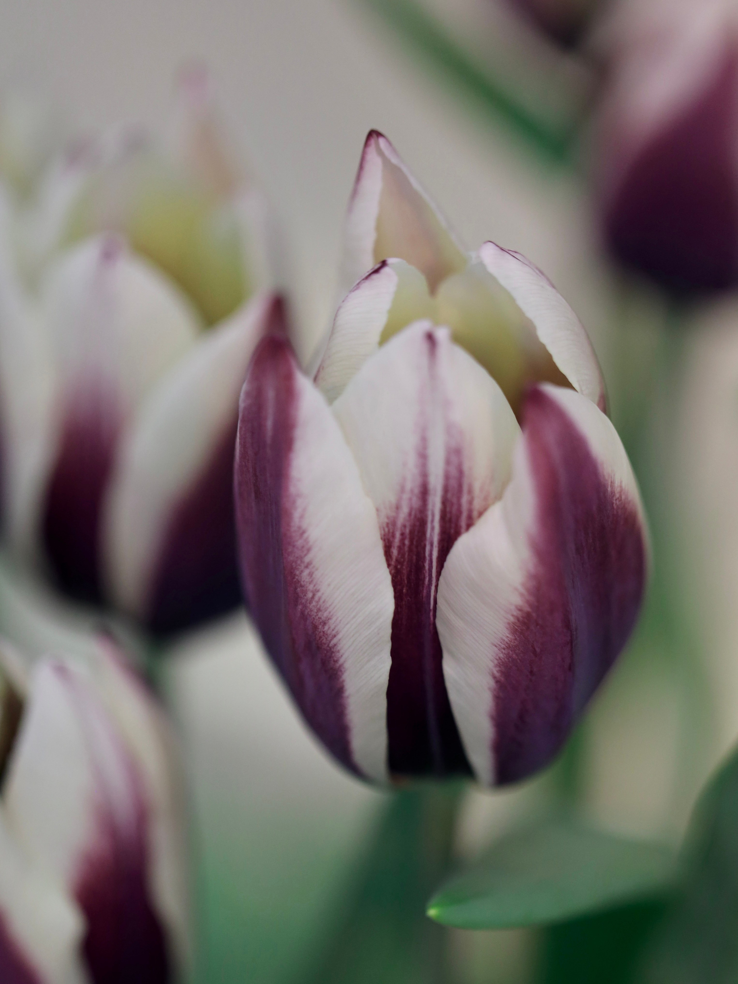 Весенние цветы. Фотосессии и репортаж — Фотограф в Москве — Рина Серёгина