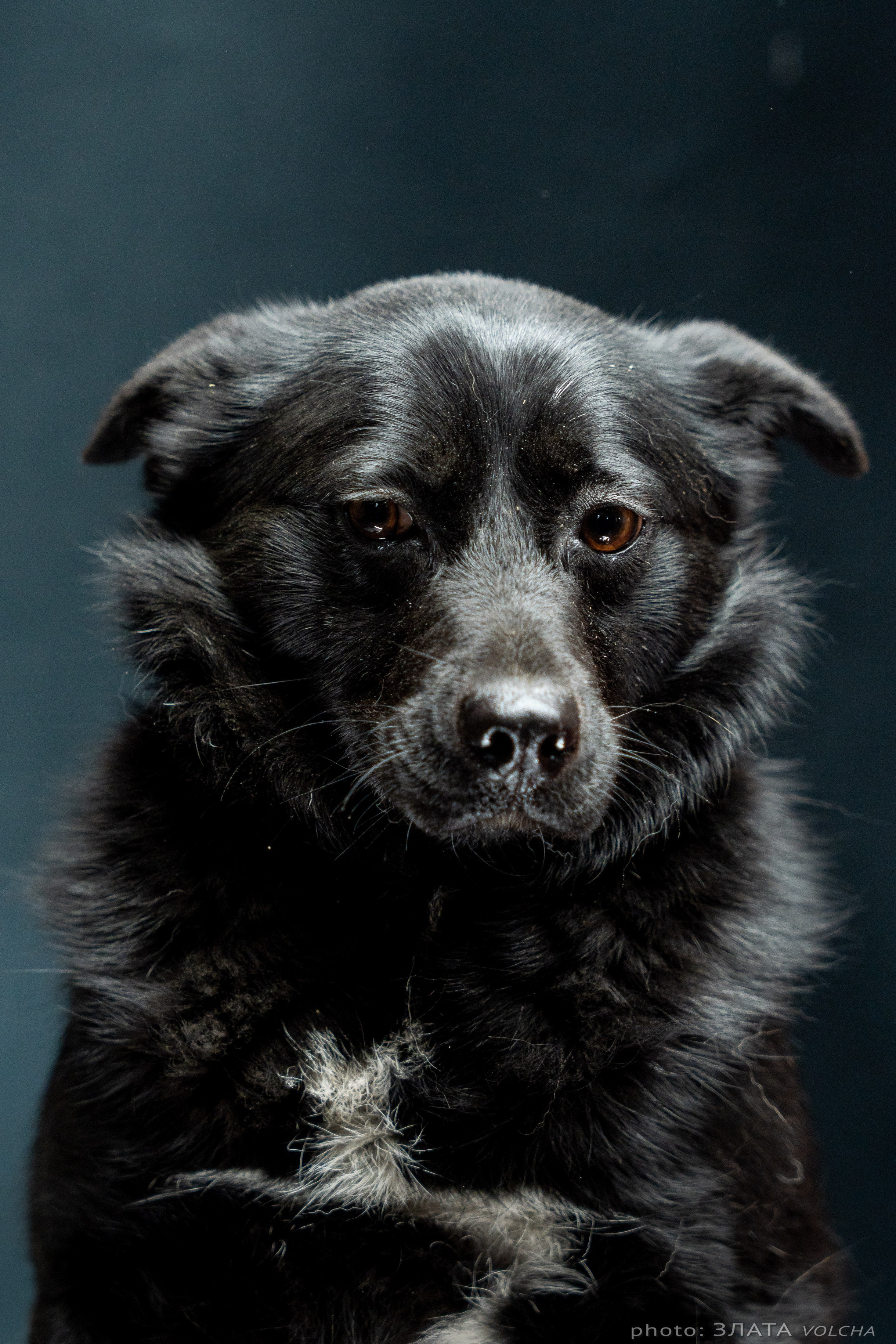 Собаки в студии. Фото, видео, монтаж