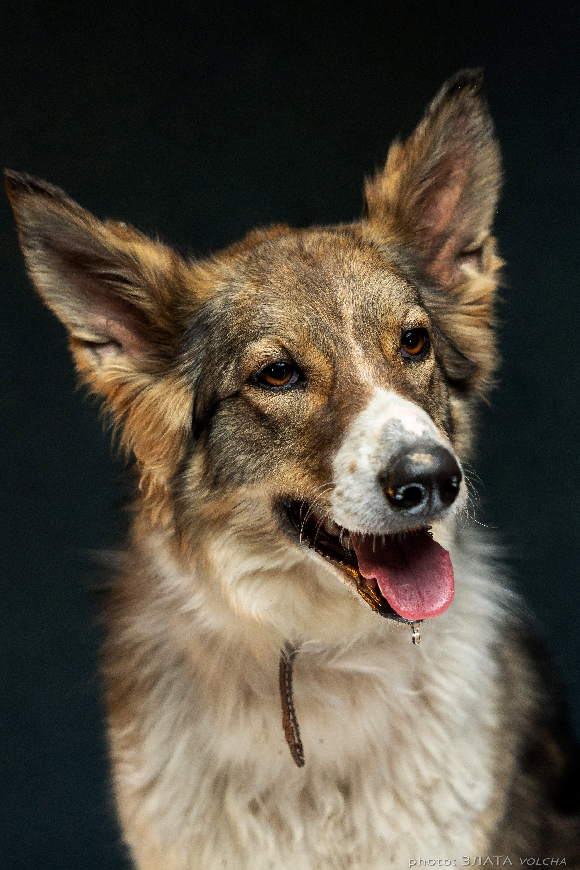 Собаки в студии. Фото, видео, монтаж