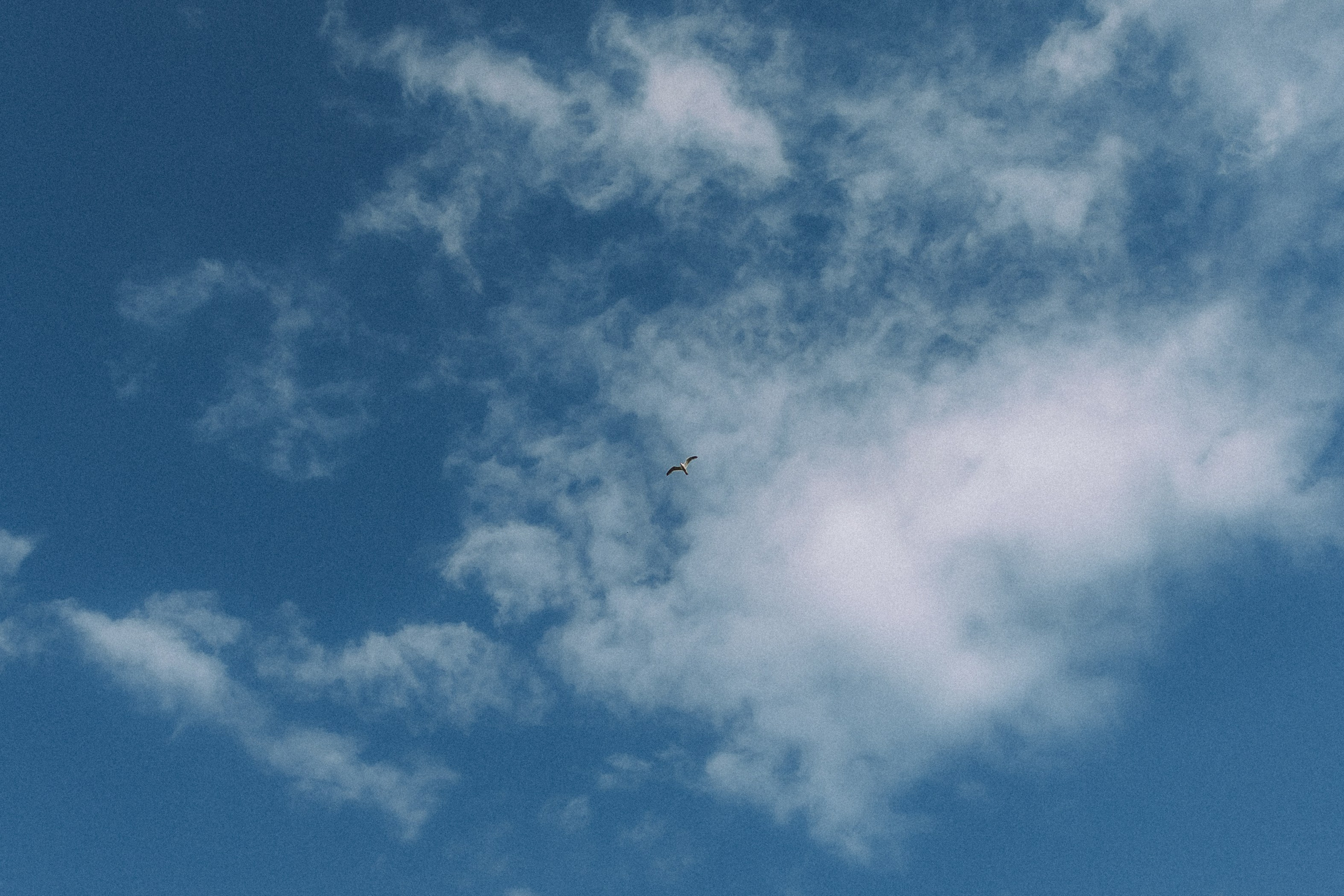 Вирджик и его семья