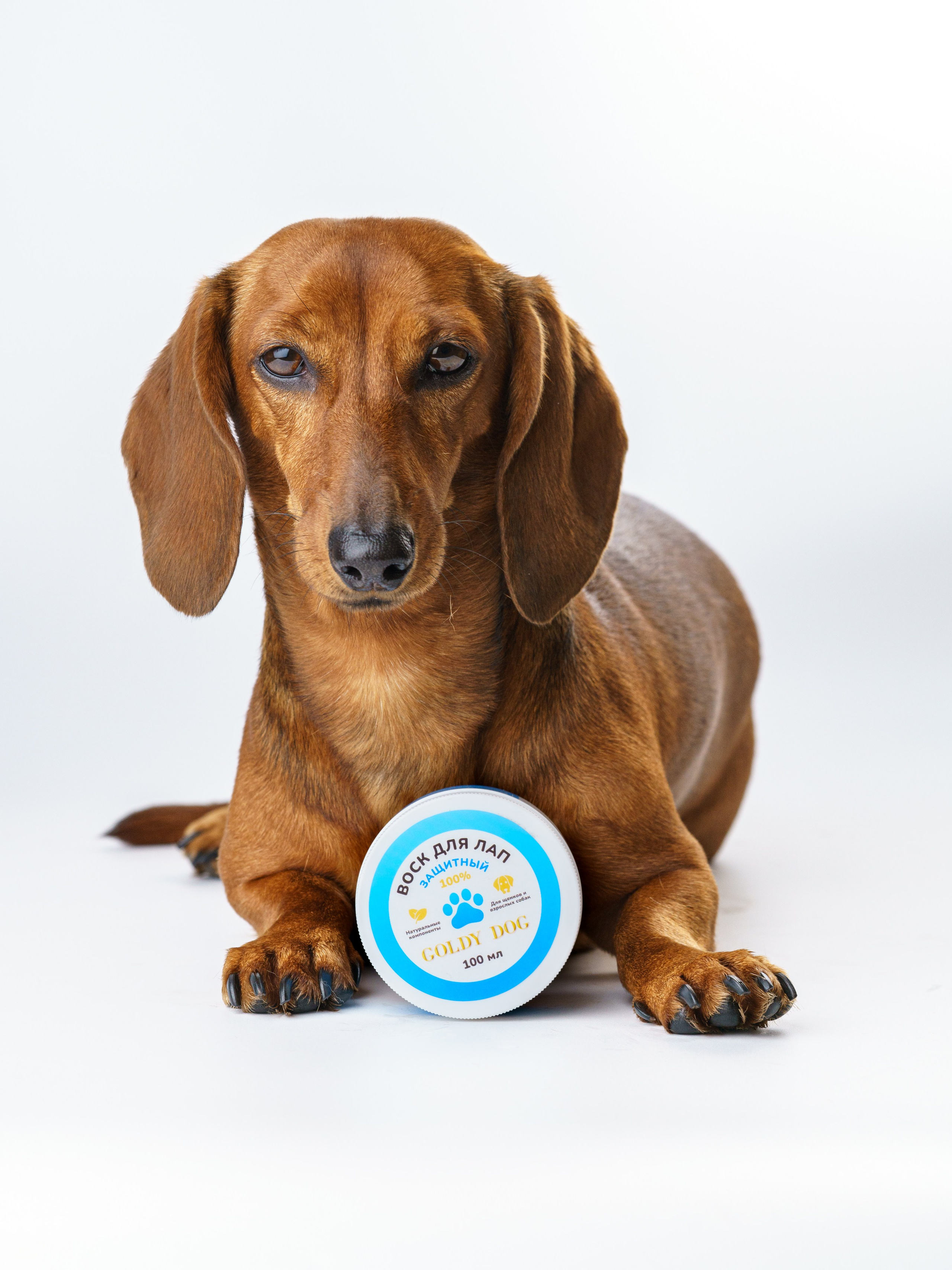 Съемки с животными. КЕД Студия-контент агентство полного цикла СПБ. Создаём фото, видео и контент, который помогает брендам и селлерам продавать больше