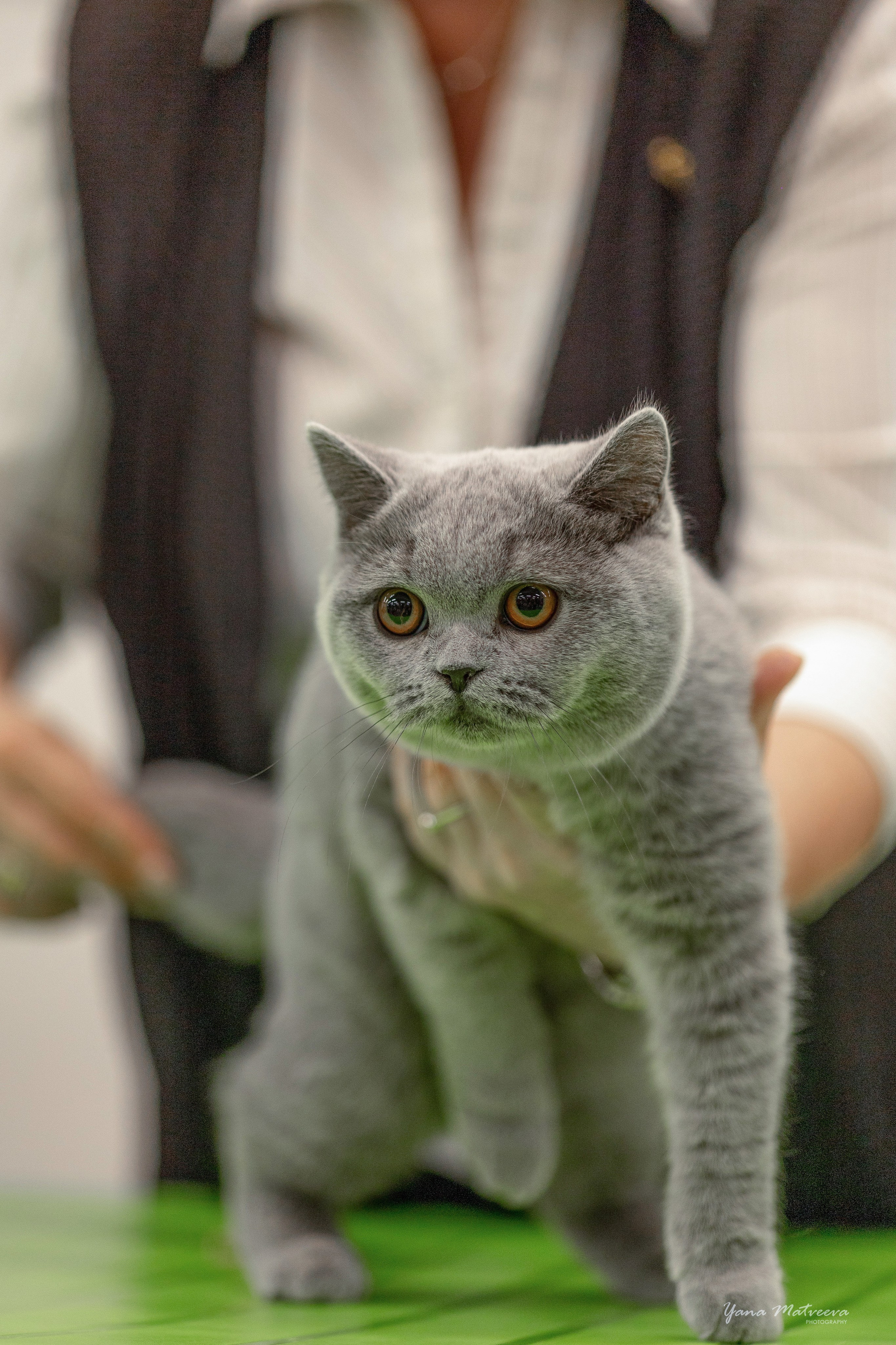 Кошки. Фотограф Яна Матвеева в Ижевске