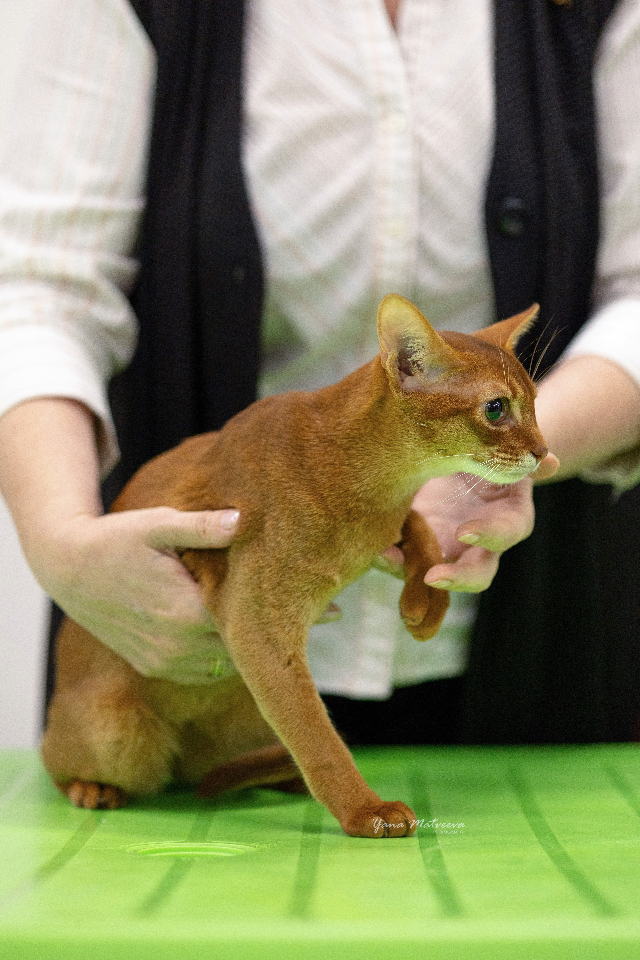 Кошки. Фотограф Яна Матвеева в Ижевске