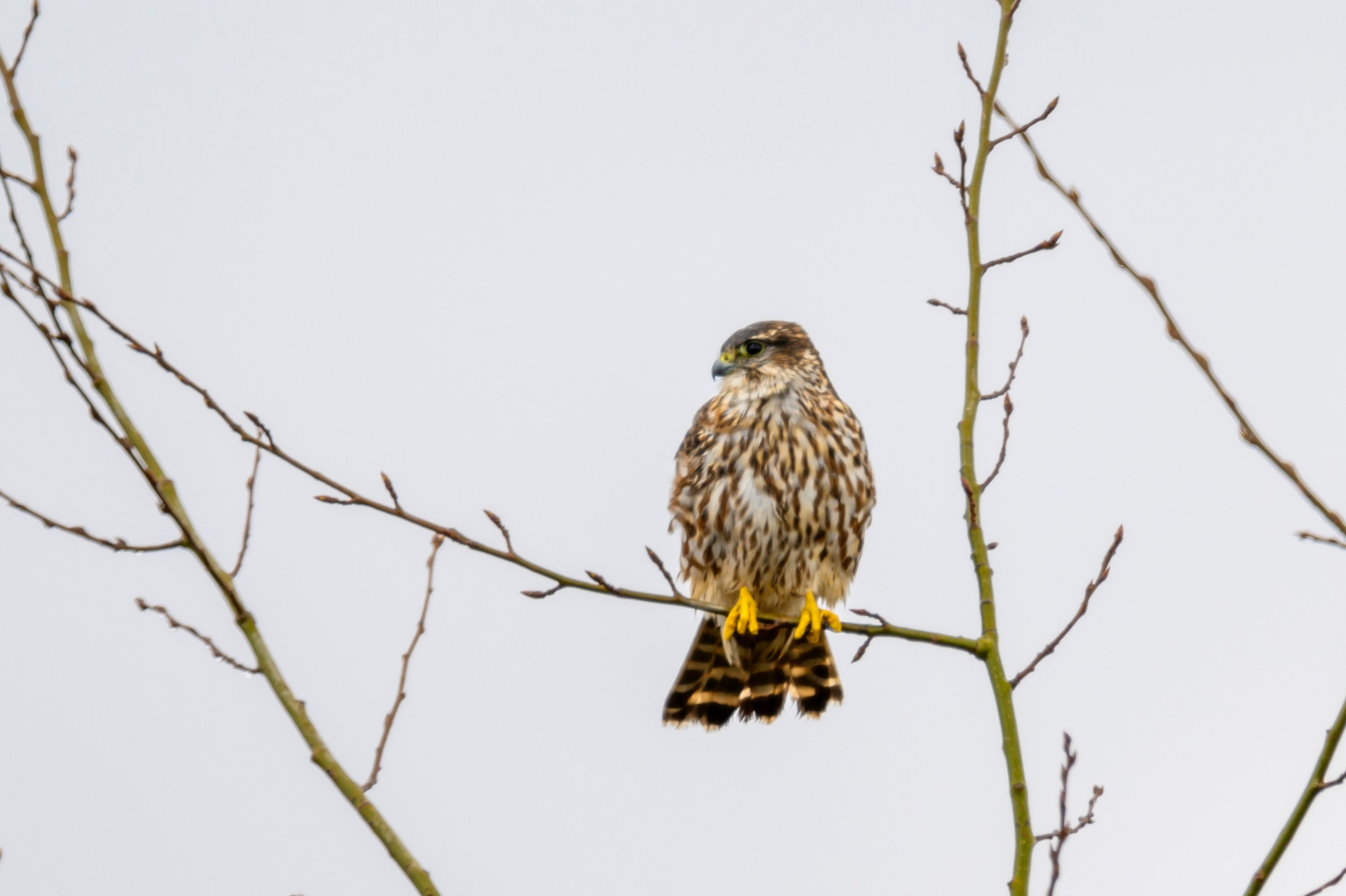 Дербник. Wildlife photography by Sergey Puponin