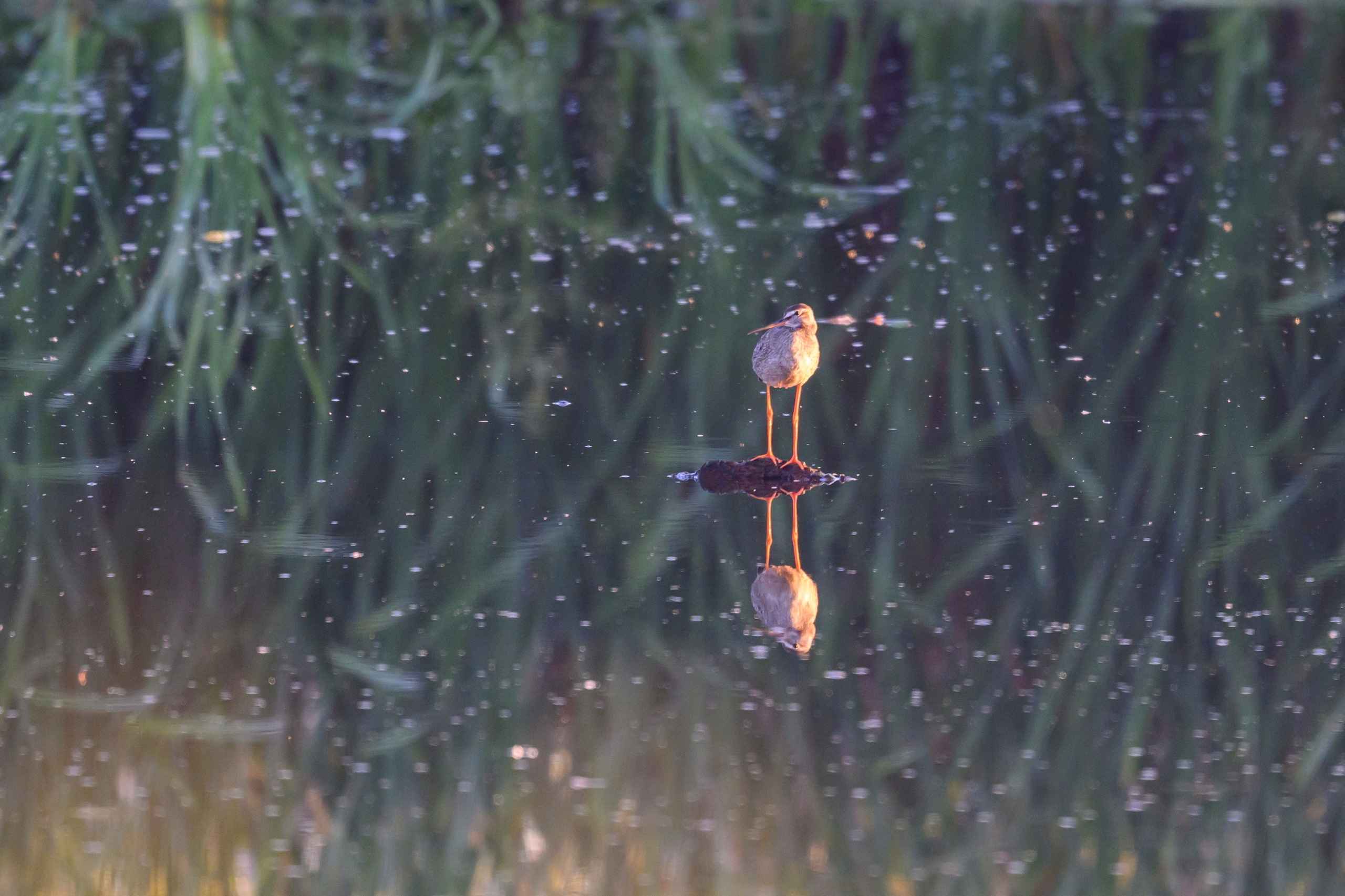 Щёголь. Spotted redshank. Wildlife photography by Sergey Puponin