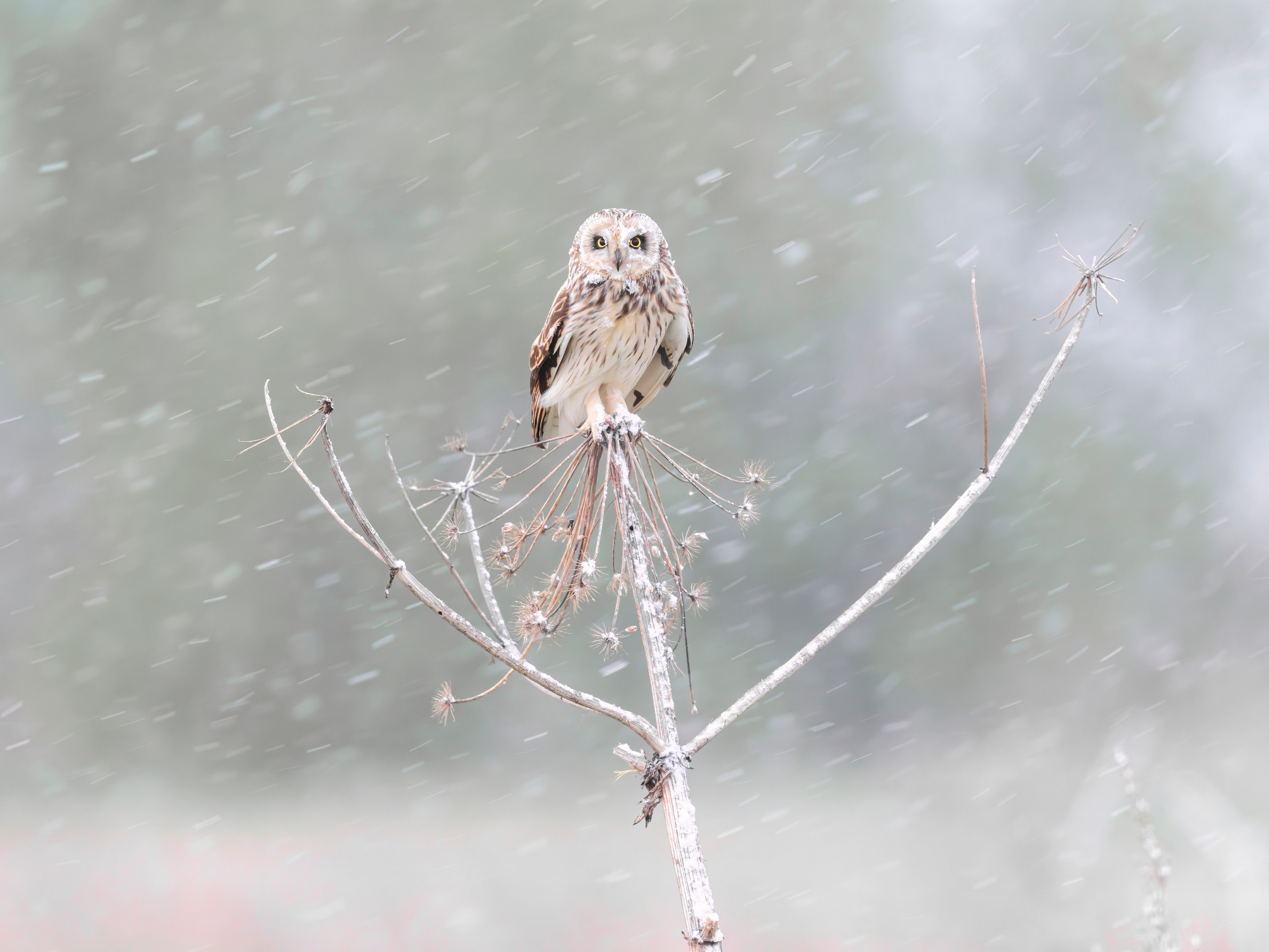 Сова в снежную бурю. Wildlife photography by Sergey Puponin