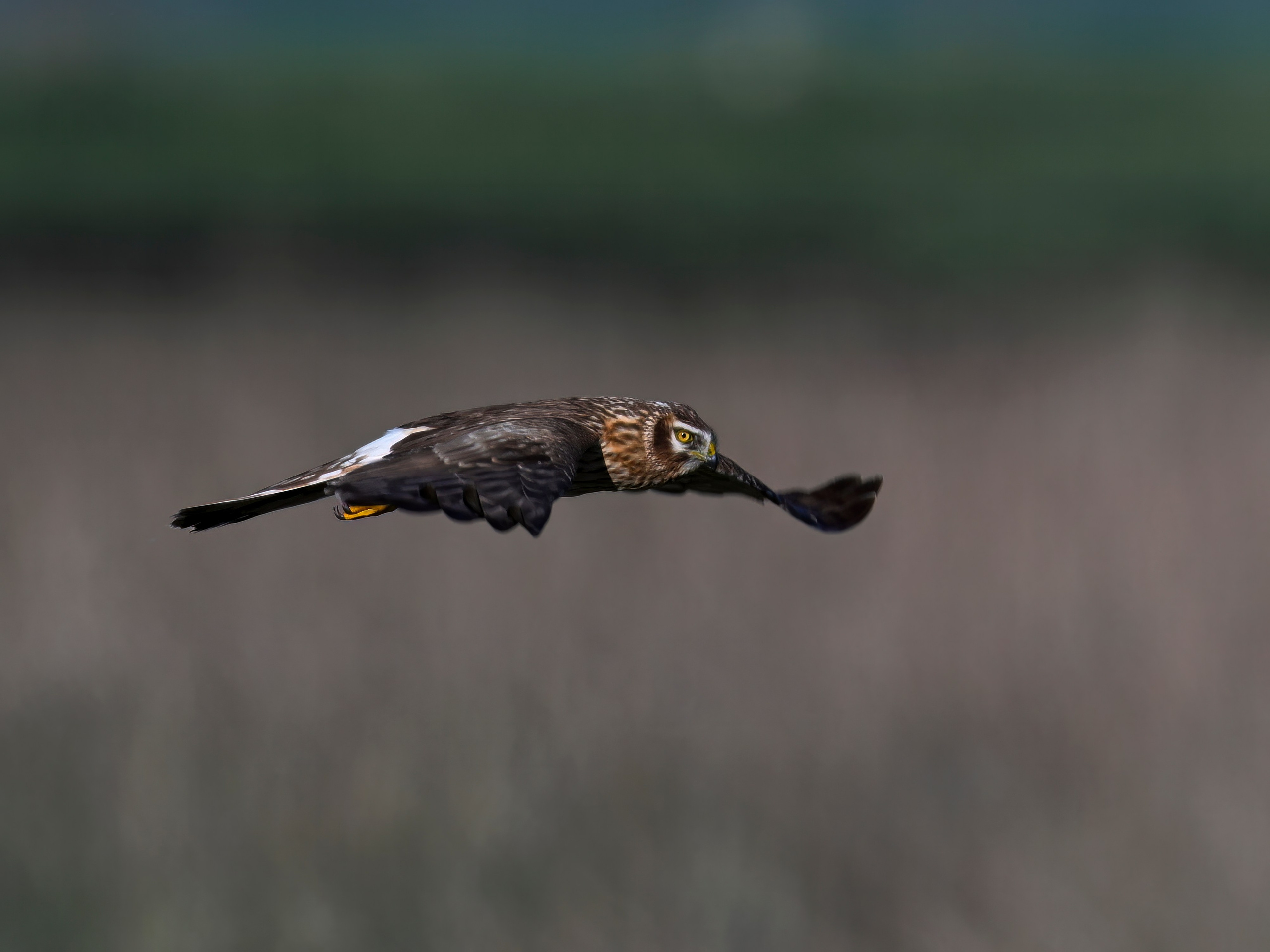 Драки лысух и лунь. Wildlife photography by Sergey Puponin
