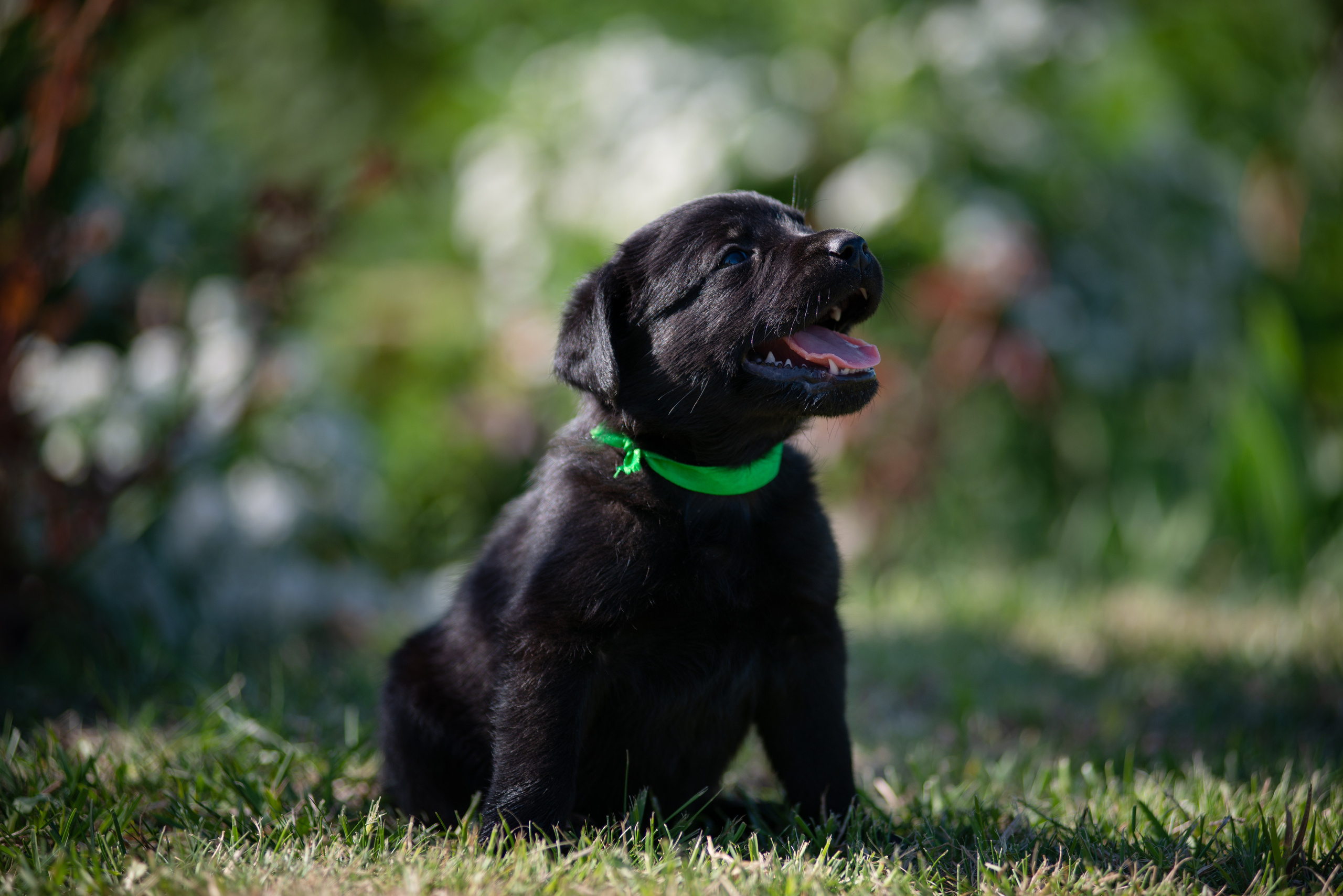 Фото щенков на продажу, фотография для заводчика