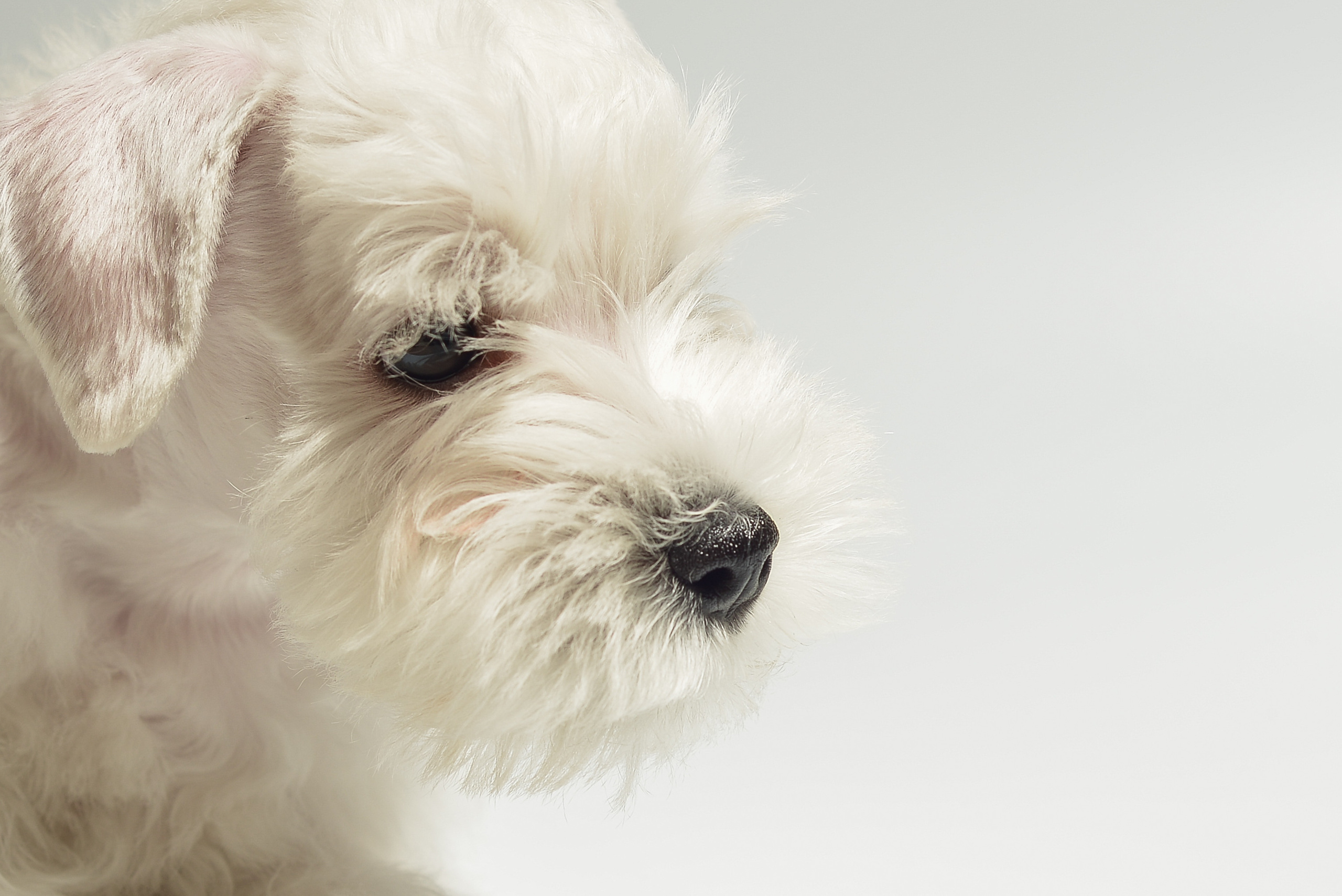 Фотосессия щенков