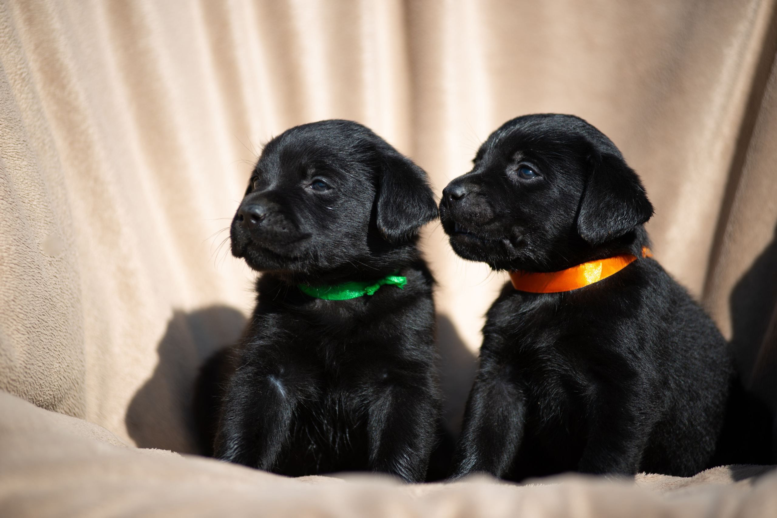 фотосессия для собаки, фотосъёмка животных Самара