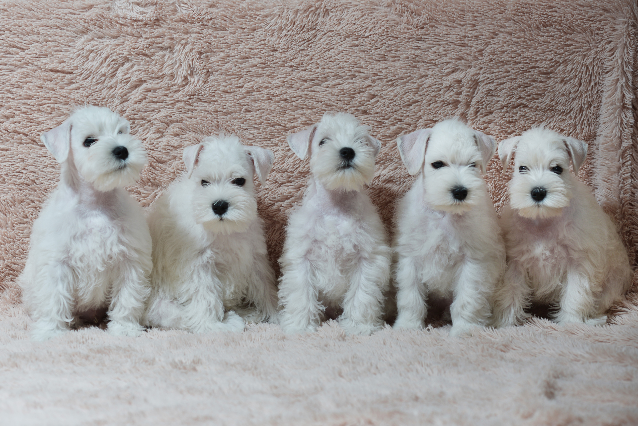 Фотографии щенков