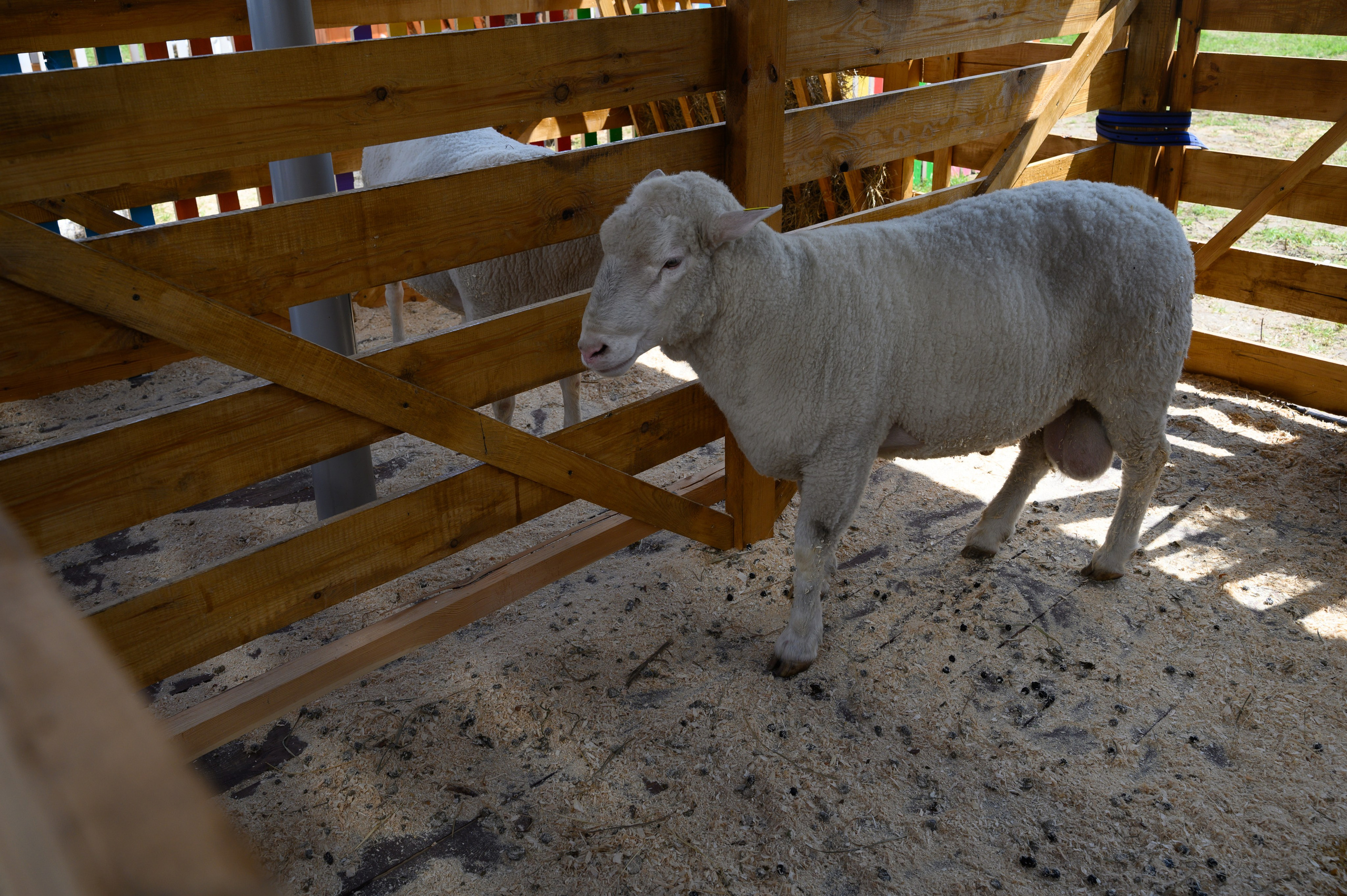 Агровыставка. Фотоуслуги, услуги фотографа, фотографирование важных событий