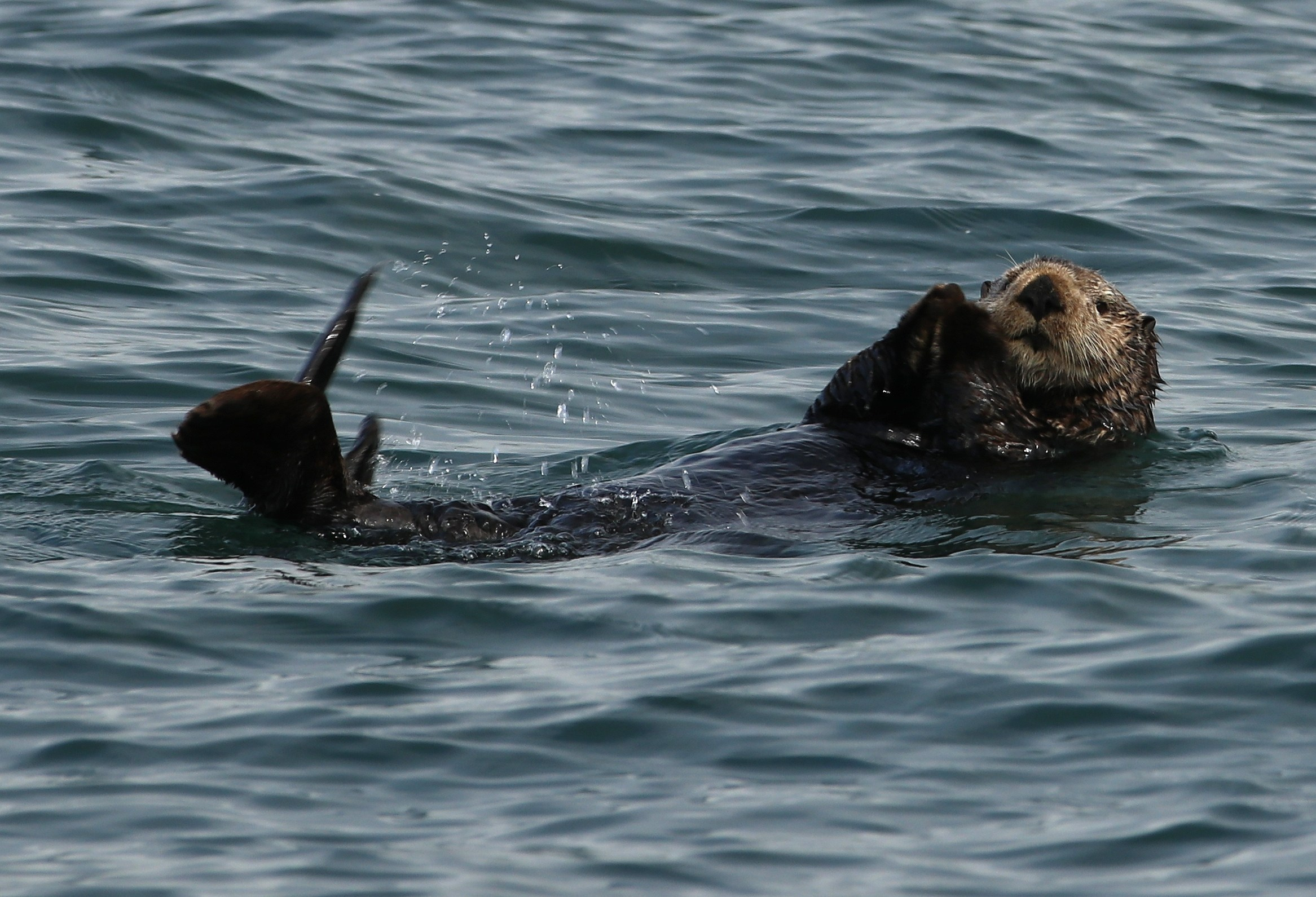 Камчатка и о. Парамушир. Июль 2024. Путешественник-фотограф из Санкт-Петербурга Татьяна Свистулина