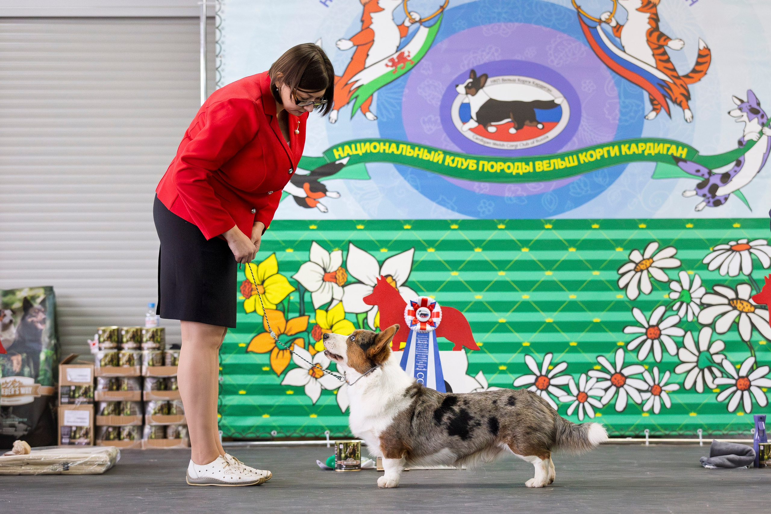 Националка ВКК 2024. Фотограф анималист, семейный фотограф, фотограф собак Комратова Мария. г. Москва