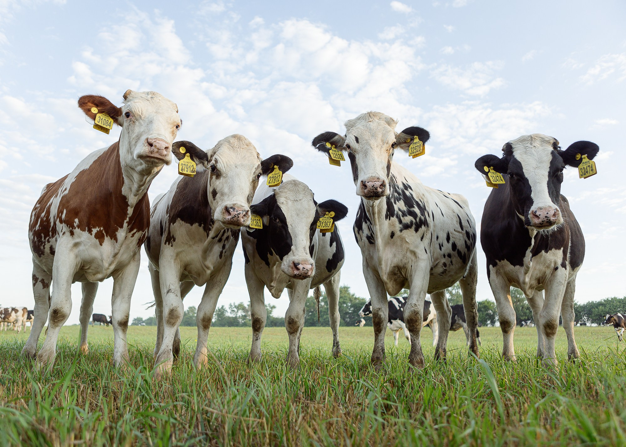 ЭкоНива — производитель молока № 1 в России