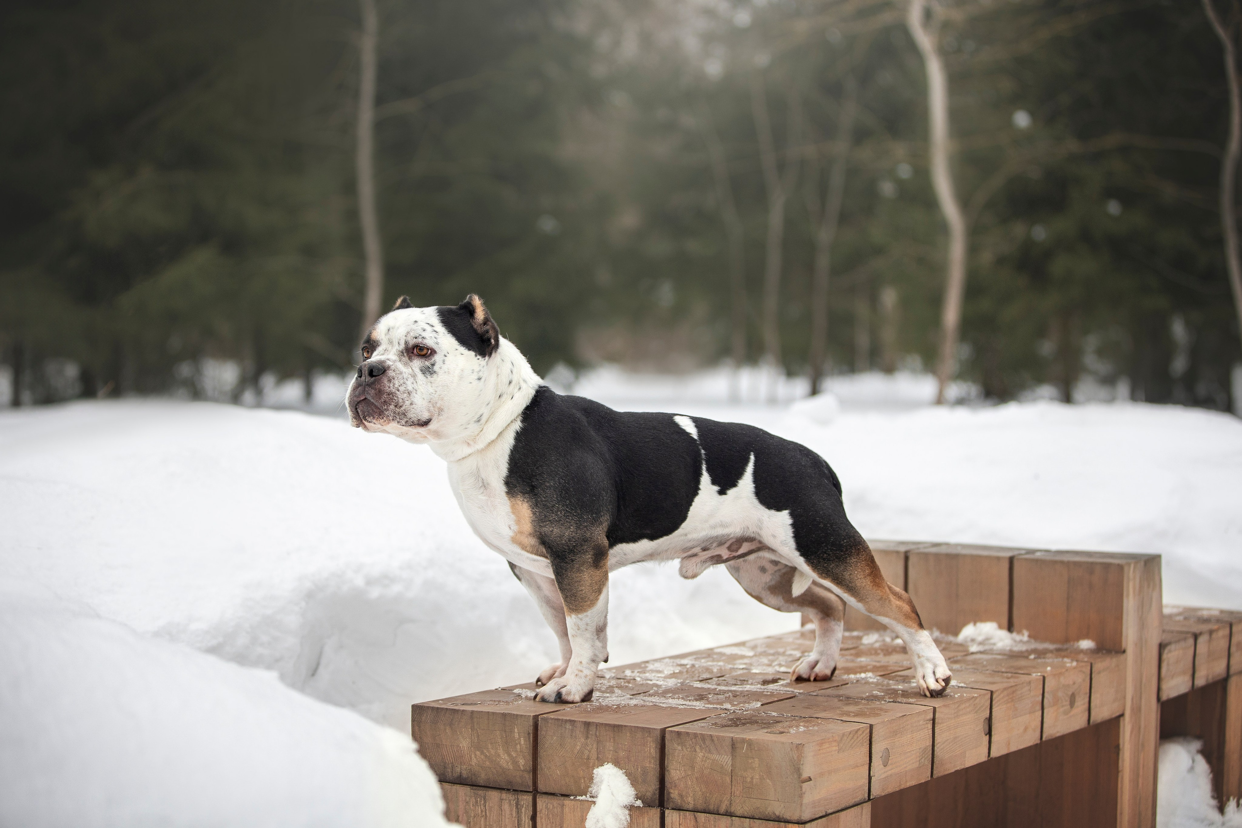 Американские булли. Фотограф анималист в Москве Майорова Евгения
