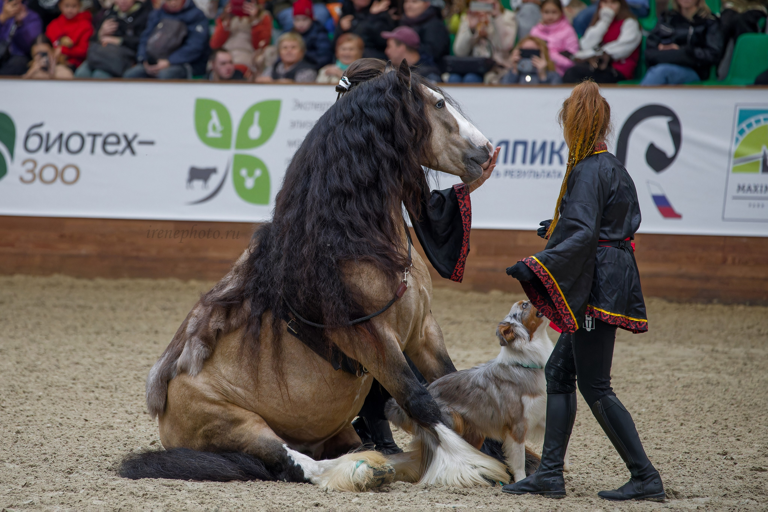 Конная Россия 2024. Irenephoto.ru