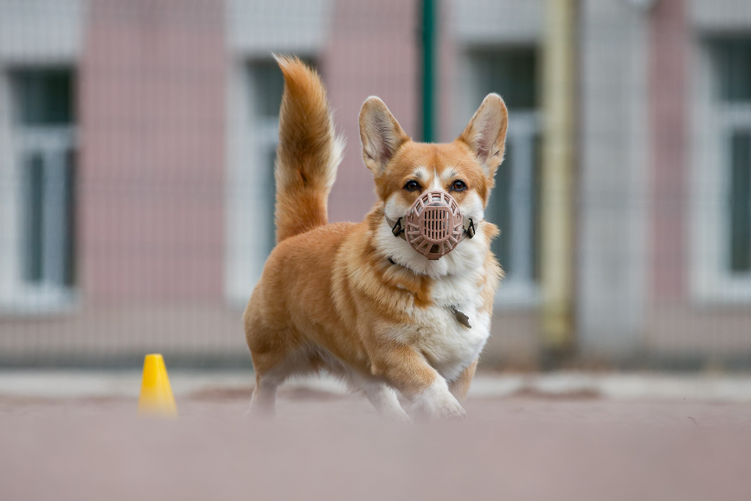 Соревнования «Пошагаем?» от школы дрессировки «Шаги». Irenephoto.ru