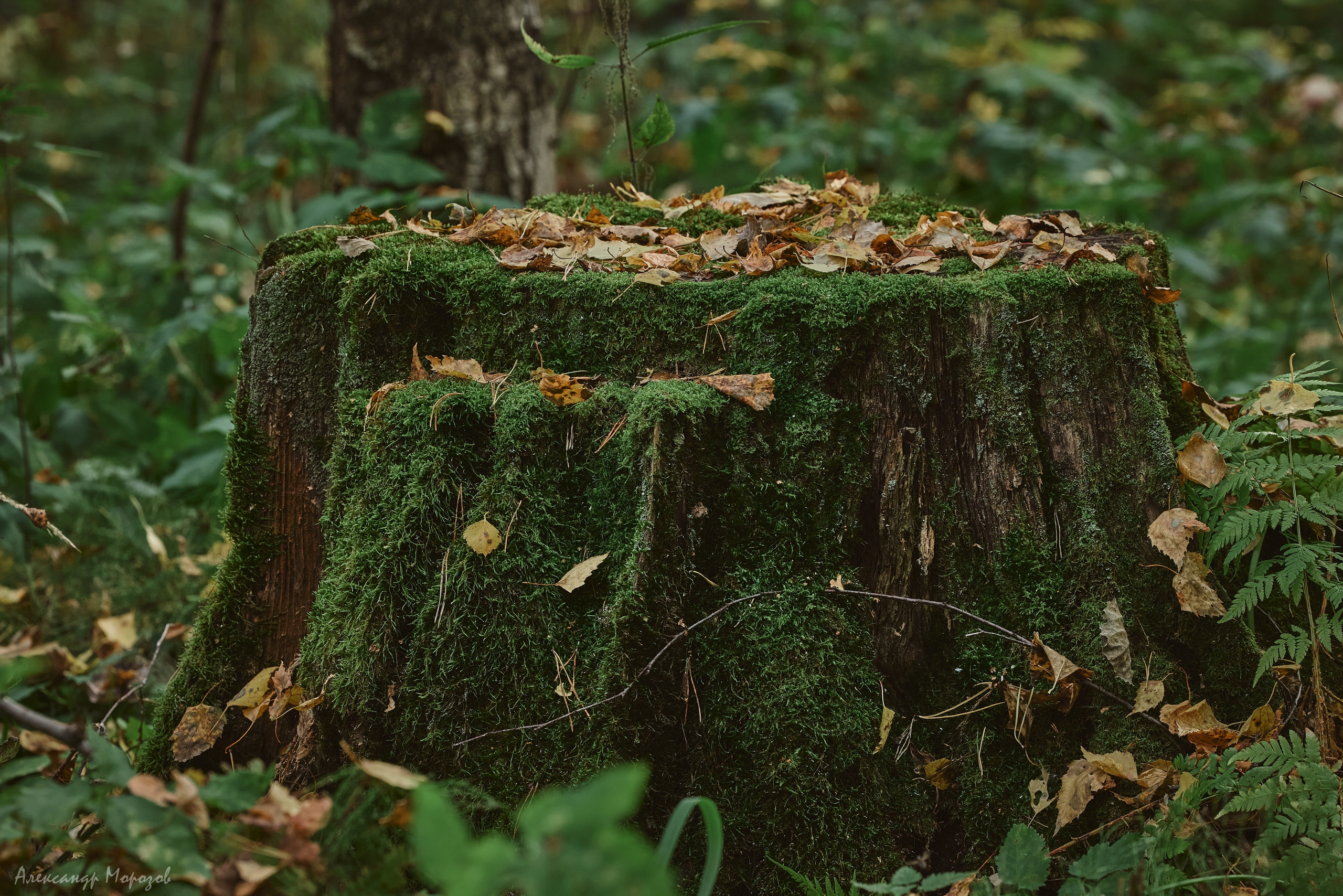 Осень в деталях. Фотограф в Екатеринбурге Александр Морозов