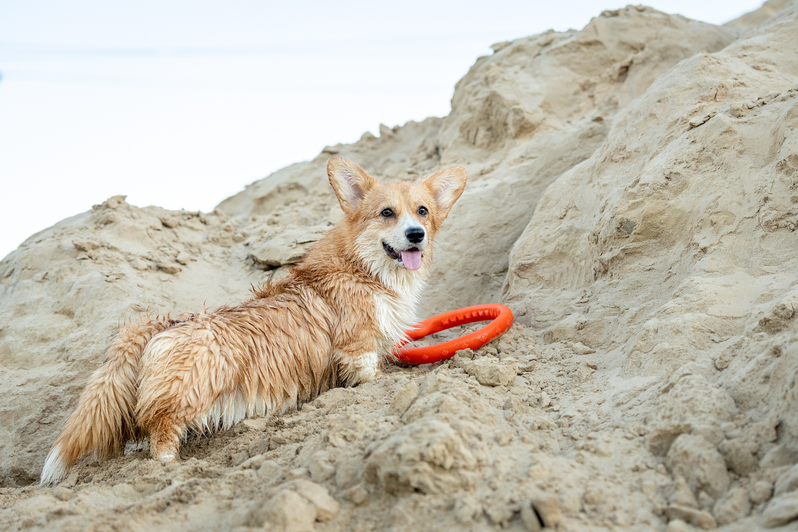 Рассвет. Фотограф-анималист Александра Шеремет