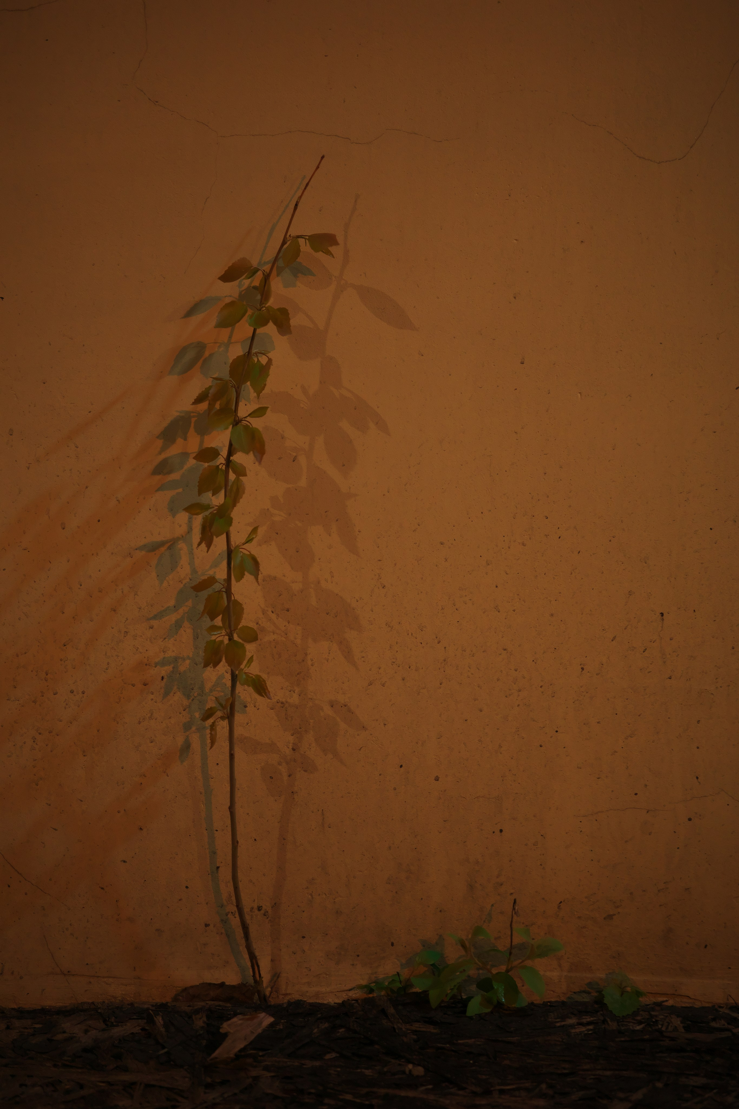 Маленькое деревцо 🌱. Миша Печёнкин | фотография